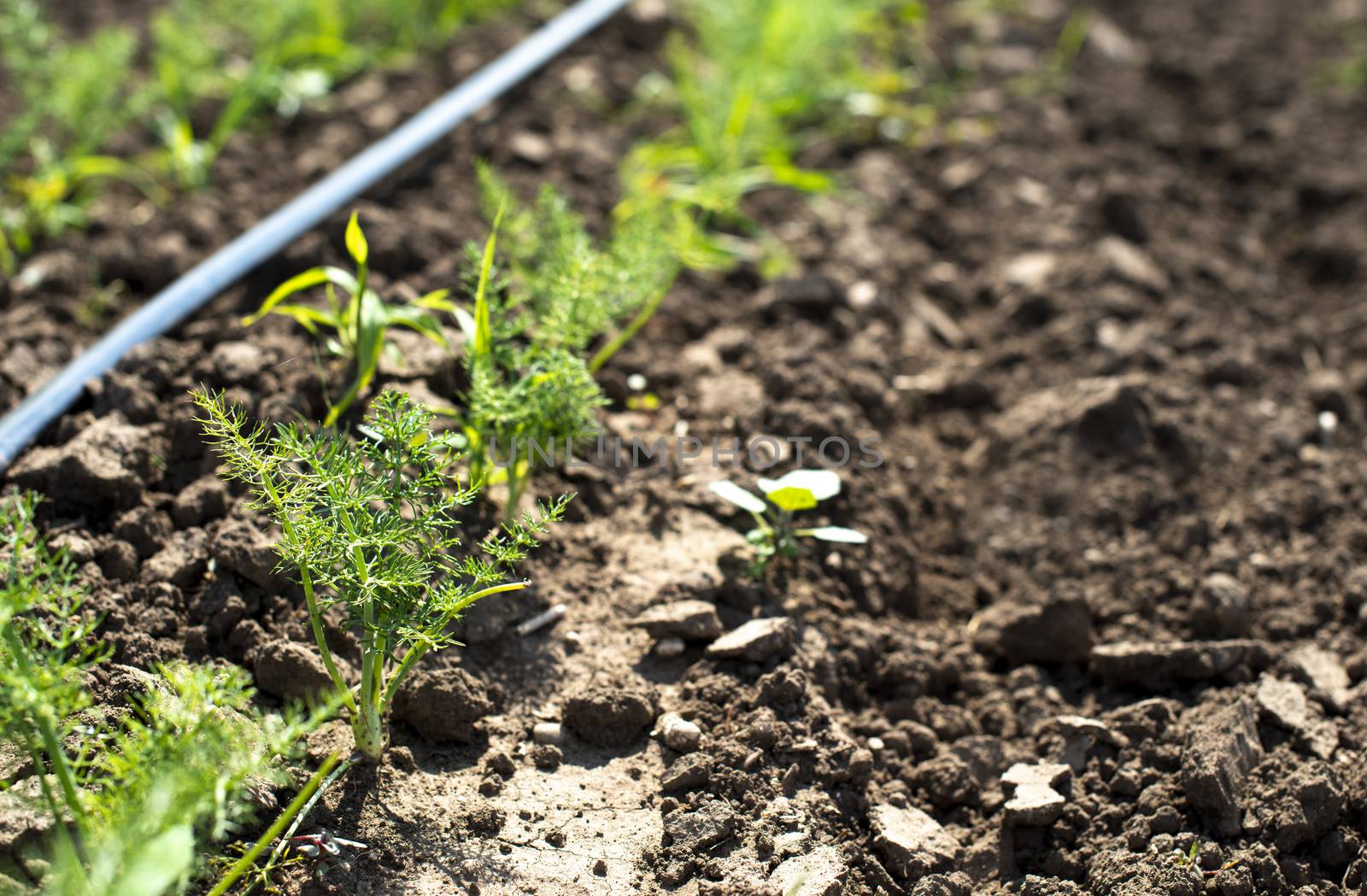 Fennel plantation. Growing fennel  by deyan_georgiev