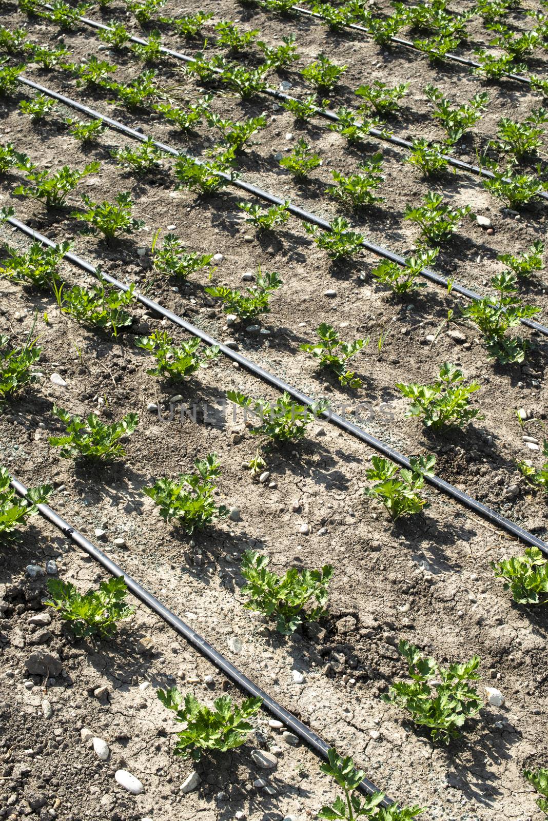 Growing Celery On Plantation. Celery plants in rows. Big celary farm. Small celery plants. 