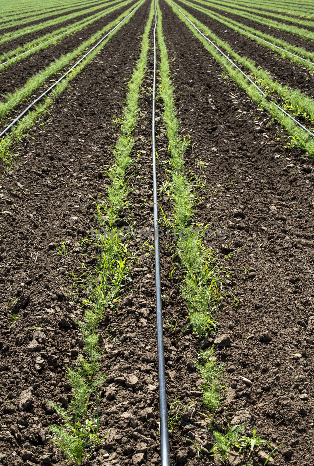 Fennel plantation. Growing fennel in big industrial farm.