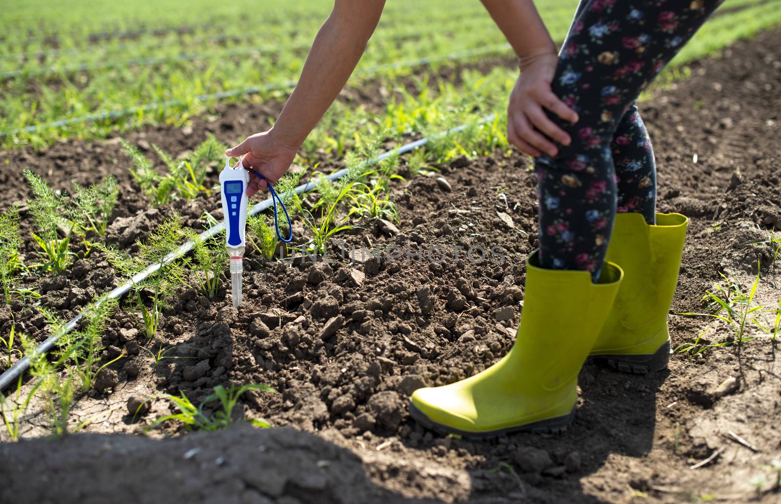 Fennel plantation. Measure soil contents with digital device by deyan_georgiev