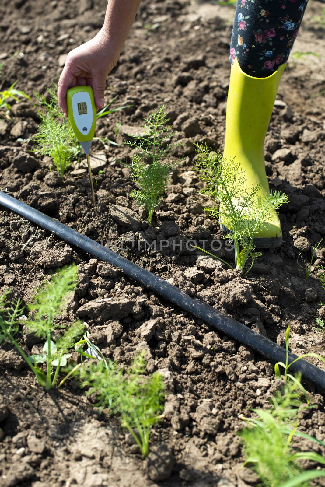 Fennel plantation. Measure soil contents with digital device by deyan_georgiev