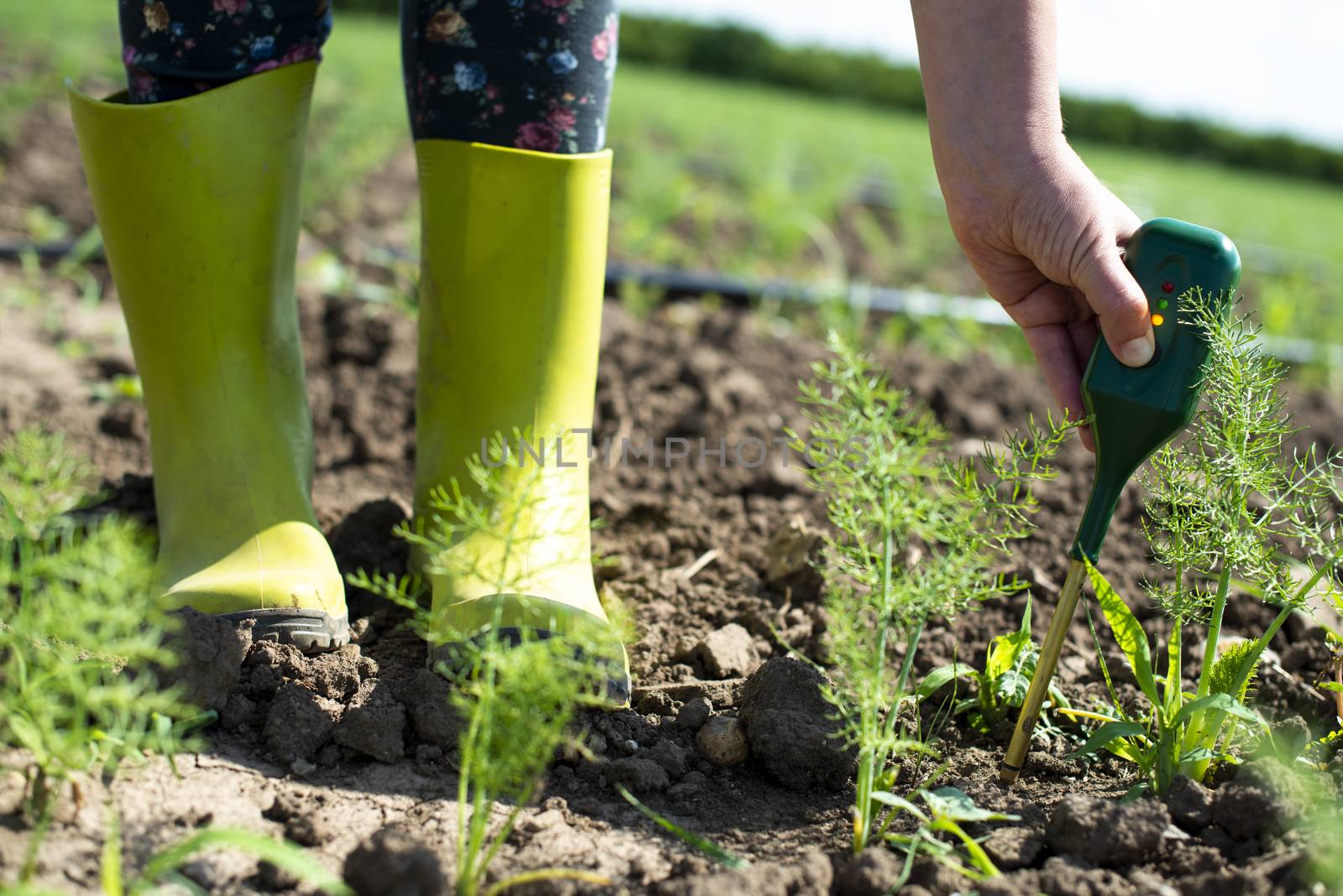 Fennel plantation. Measure soil contents with digital device. Growing fennel in big industrial farm. 