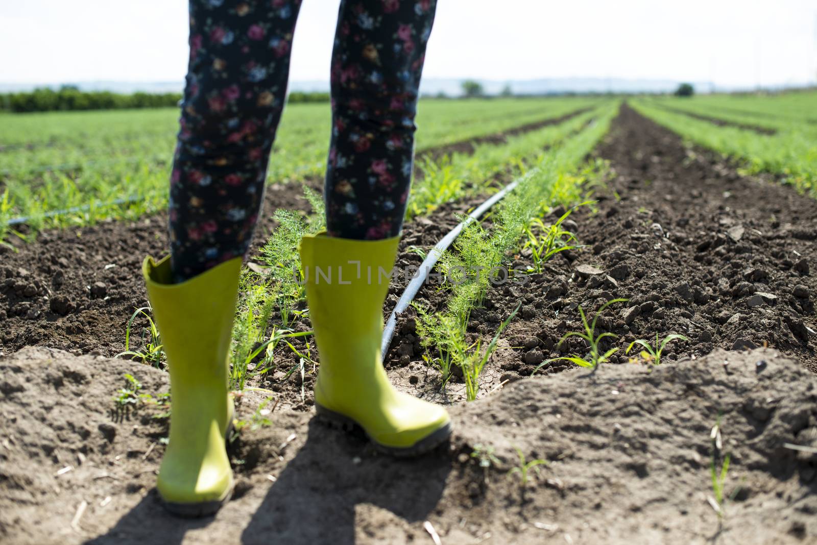 Woman farmer with boots in Fennel plantation. Growing fennel in big industrial farm.