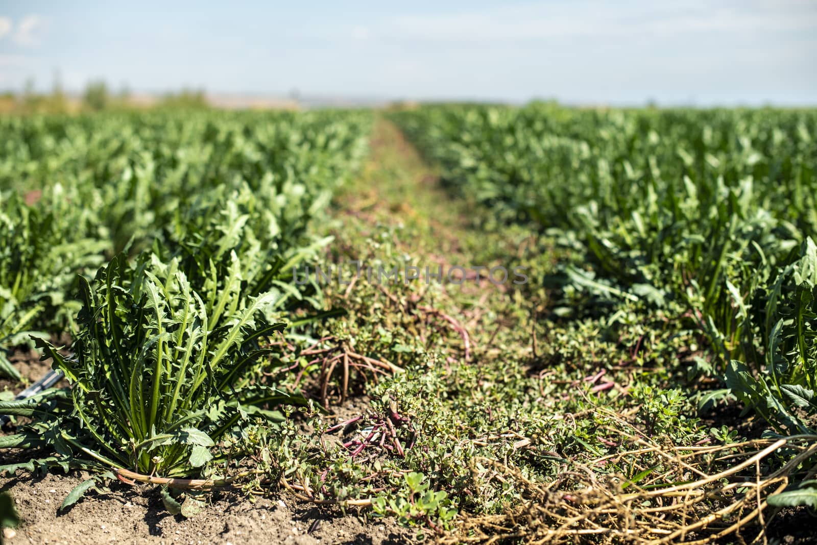 Chicory plantation. Agriculture industrial farm with chicory.