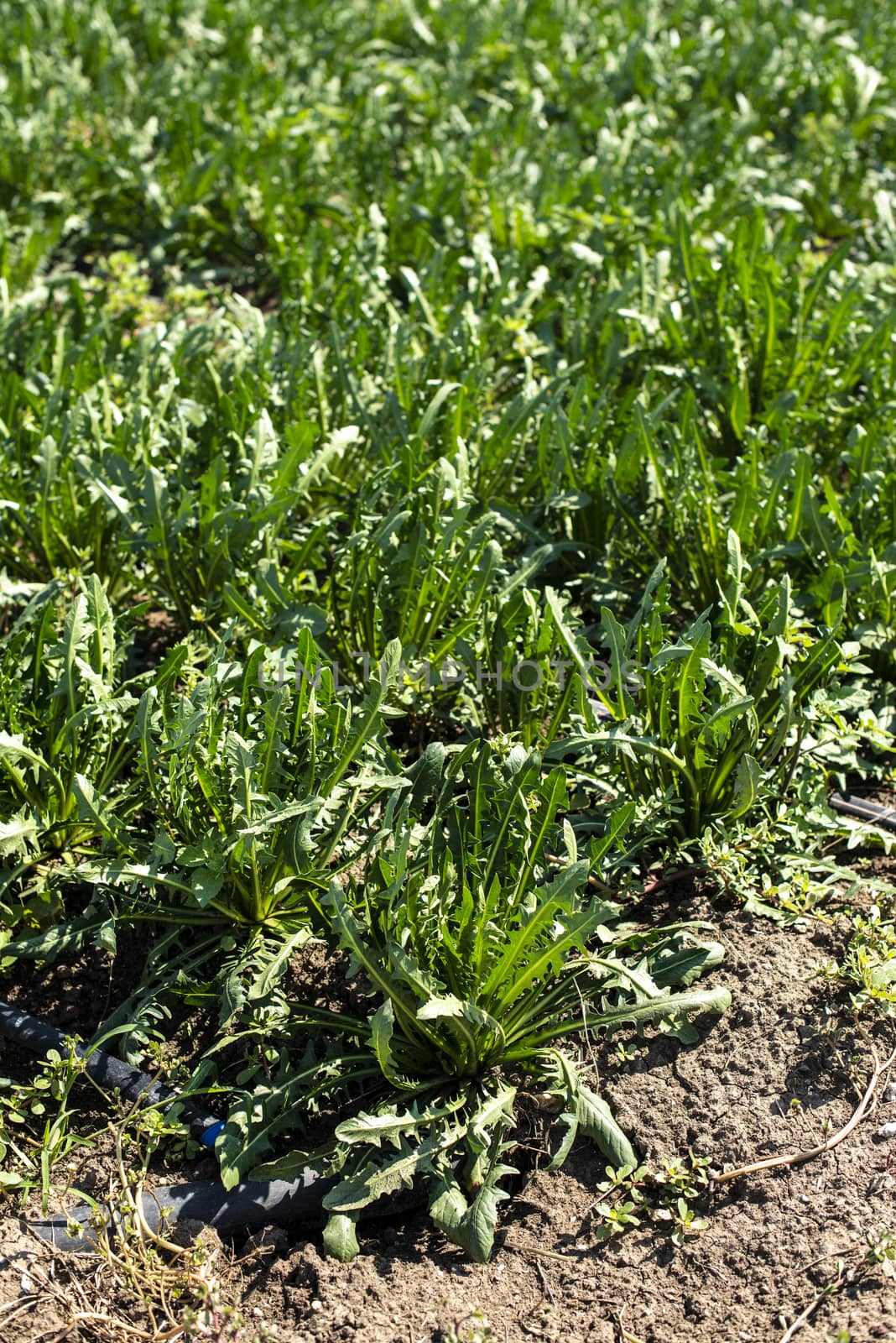 Chicory plantation.  by deyan_georgiev