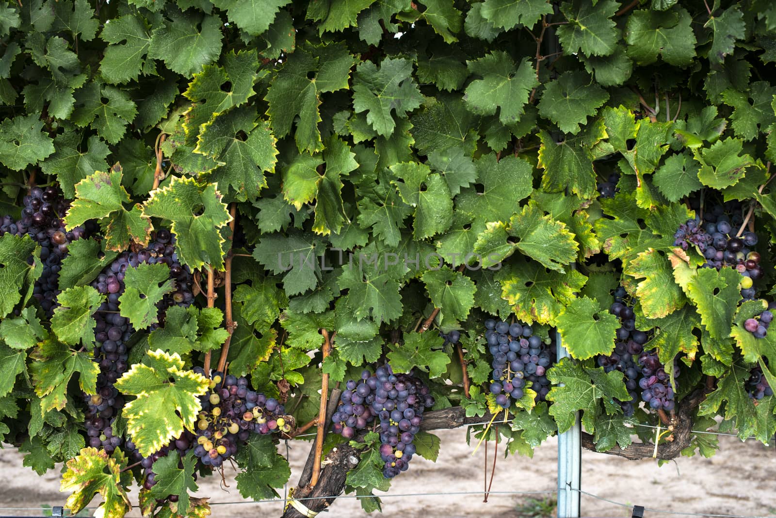 Red grape background. Grape pattern with leaves and grapes.