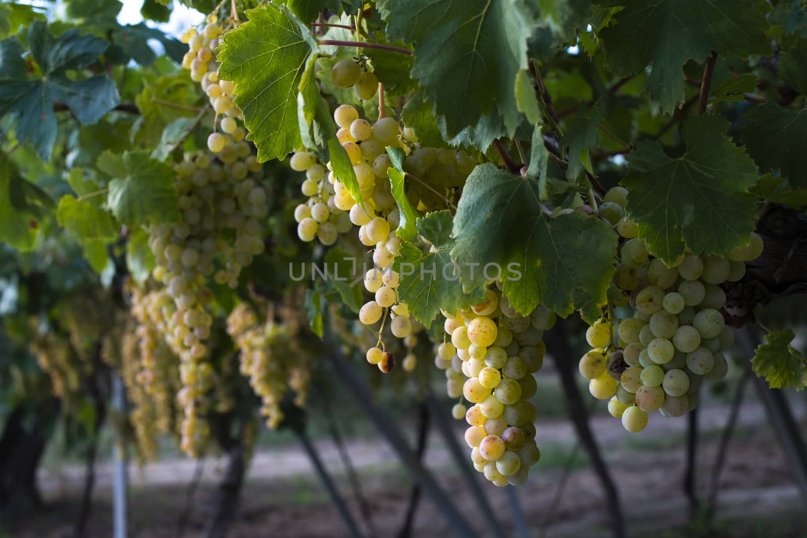 Sweet dessert grapes. Sunlight on grapes for eat. by deyan_georgiev