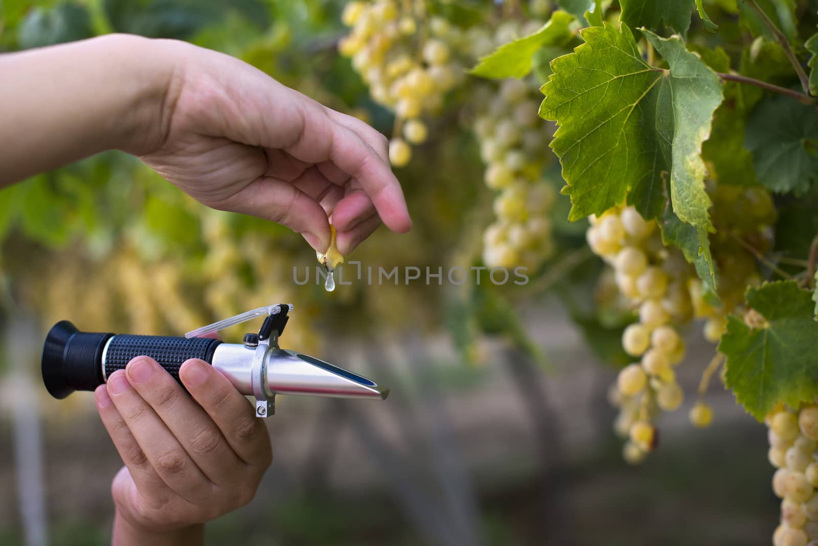 Farmer measure grape sweetness with refractometer. Sweet dessert grapes. Sunlight on grapes for eat. 