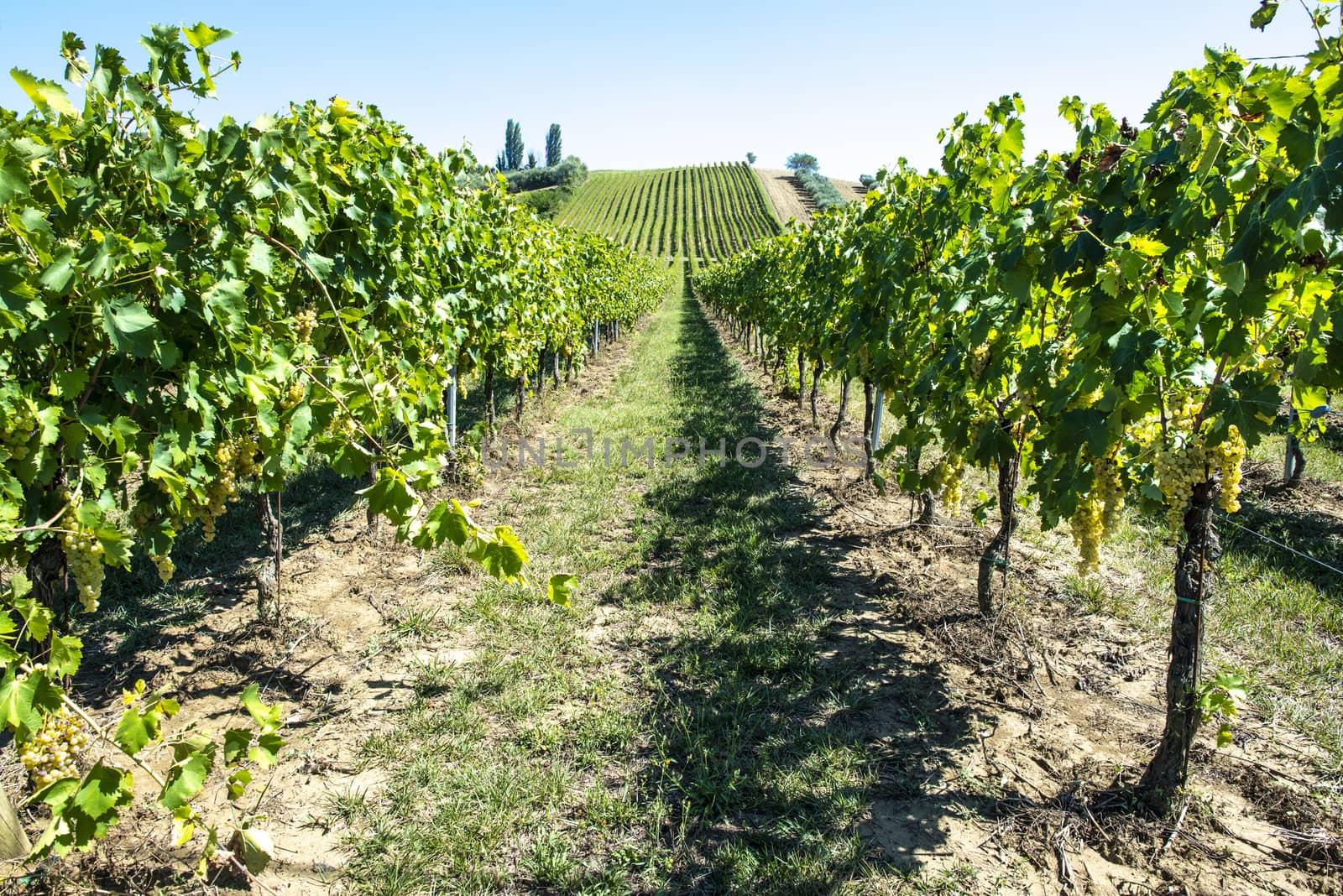 White grape vineyards in Italy. Italian winery. Rows and shadows from vineyard. Sunny day.