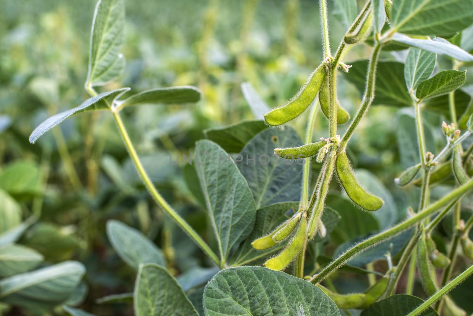 Edamame soybean plantation. Growing Edamame concept.