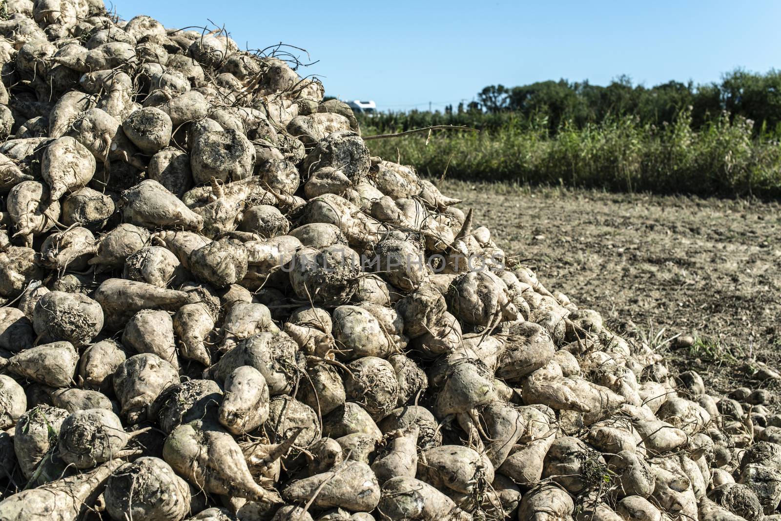 Heap sugar beet in farm. by deyan_georgiev