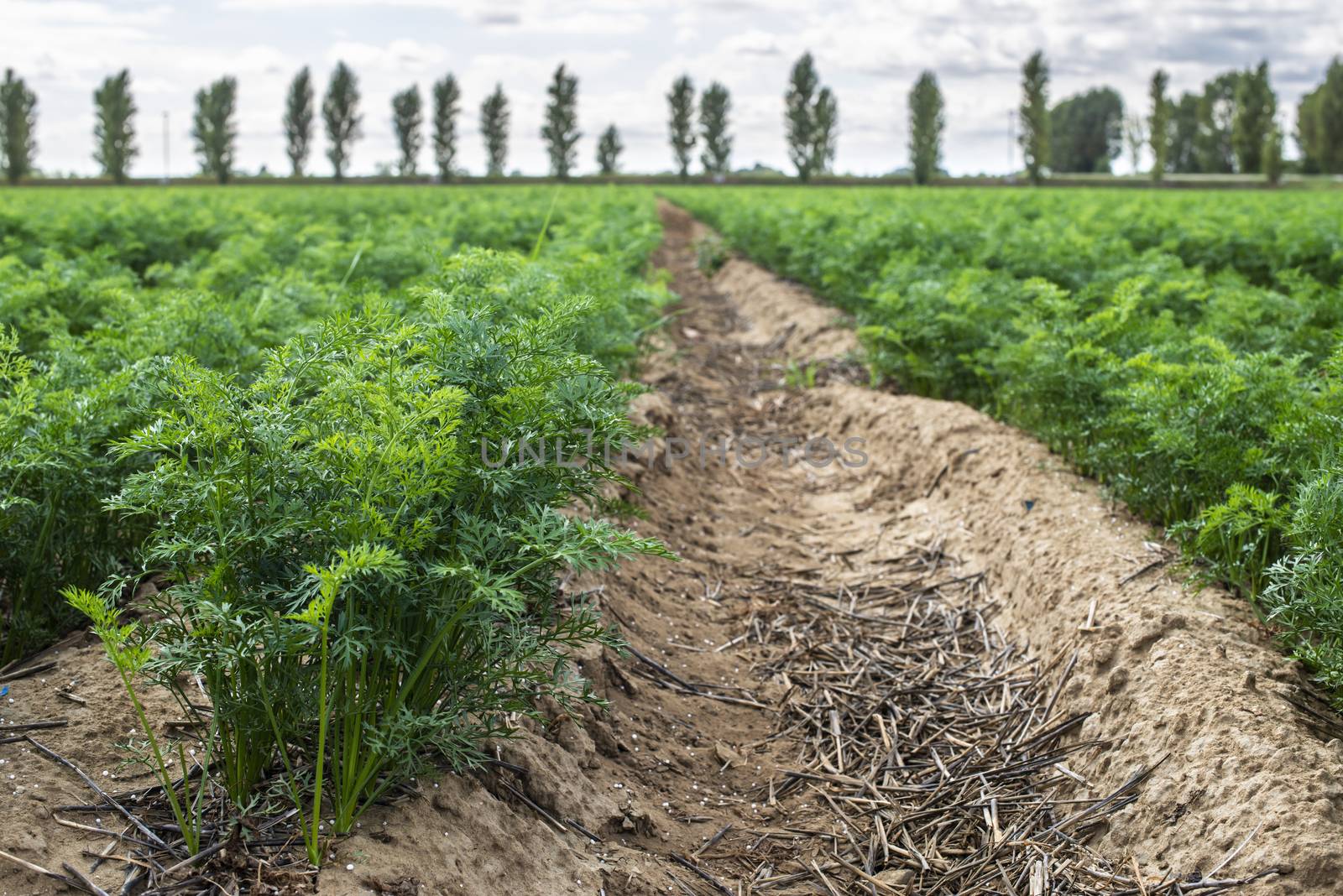 Carrot plantation. Growing carrots in rows. Gig industrial carrot farm.