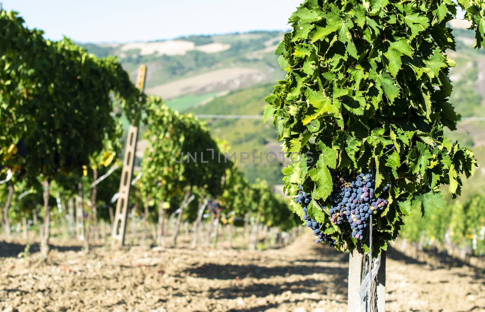 Vine valley, vineyards in rows on hill in Italy. by deyan_georgiev