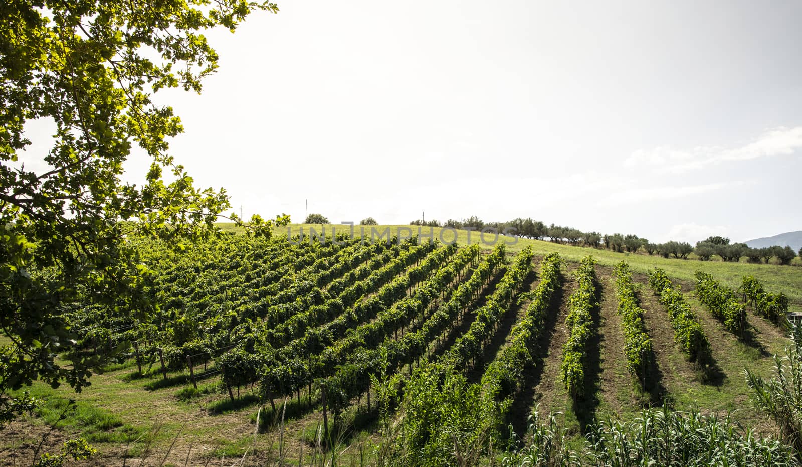 Vineyards on hill in a row. Winery in valley. 