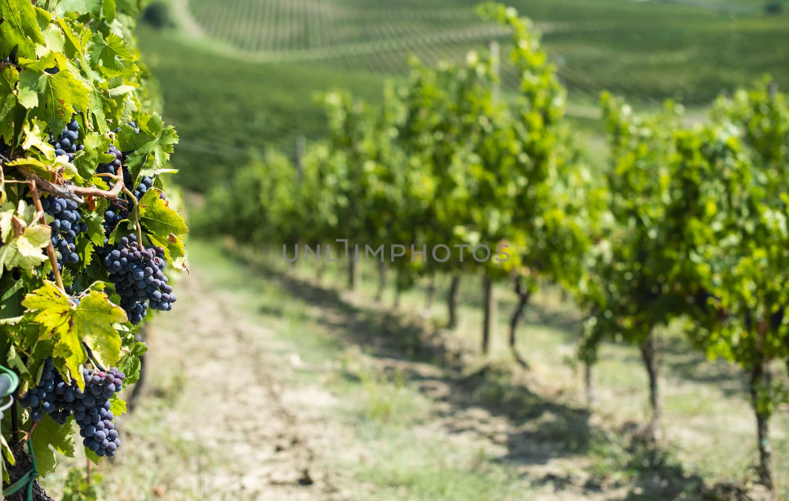 Vineyards on hill in a row.  by deyan_georgiev
