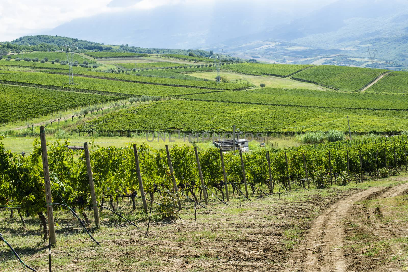 Vineyards on hill in a row.  by deyan_georgiev