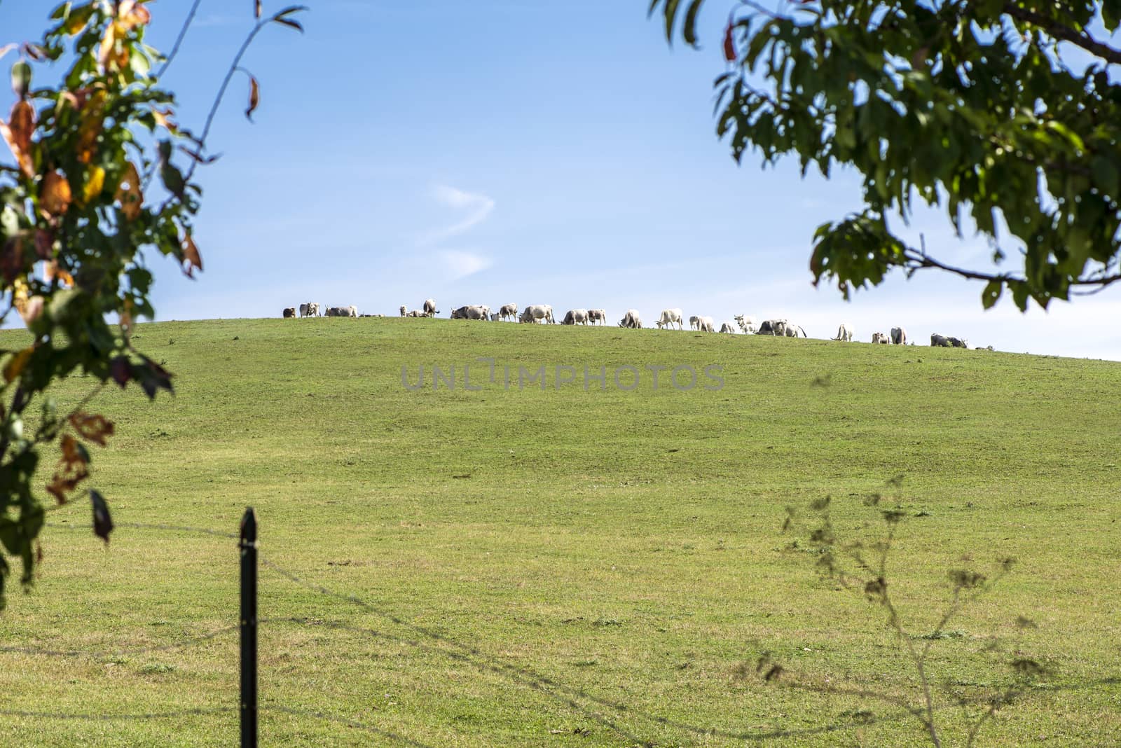 A herd of cows grazes grass on a hill. Three branches on foreground. Blue sky.