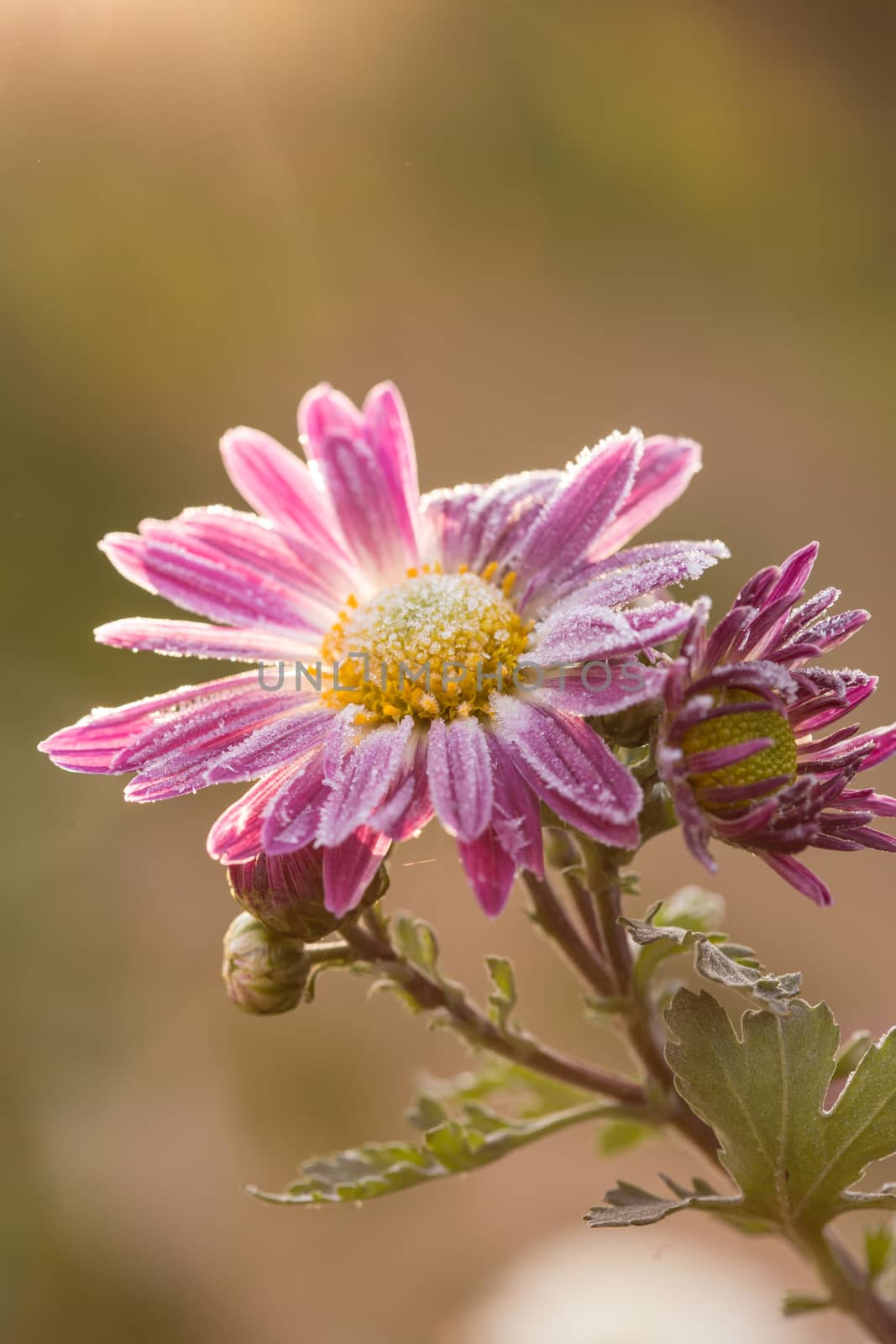 Rare pink Chrysanthemum. Autumn hoarfrost flowers. Chrysanthemum zawadskii. by petrsvoboda91