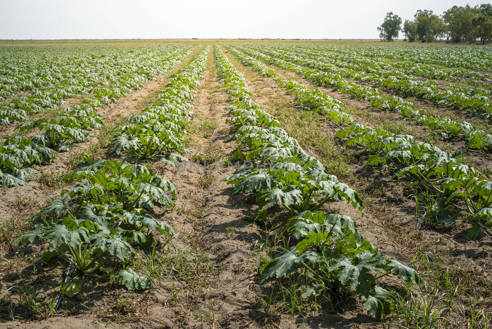 Zucchini in the field. Growing zucchini in rows.  by deyan_georgiev