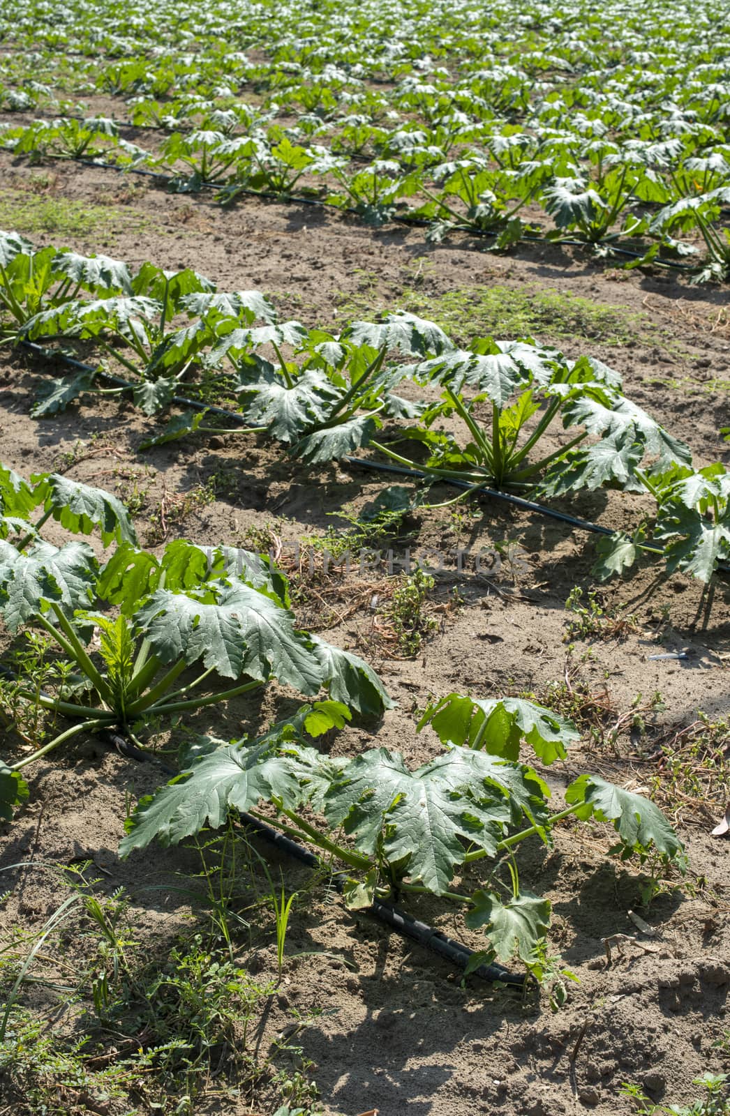 Zucchini in the field. Growing zucchini in rows.  by deyan_georgiev