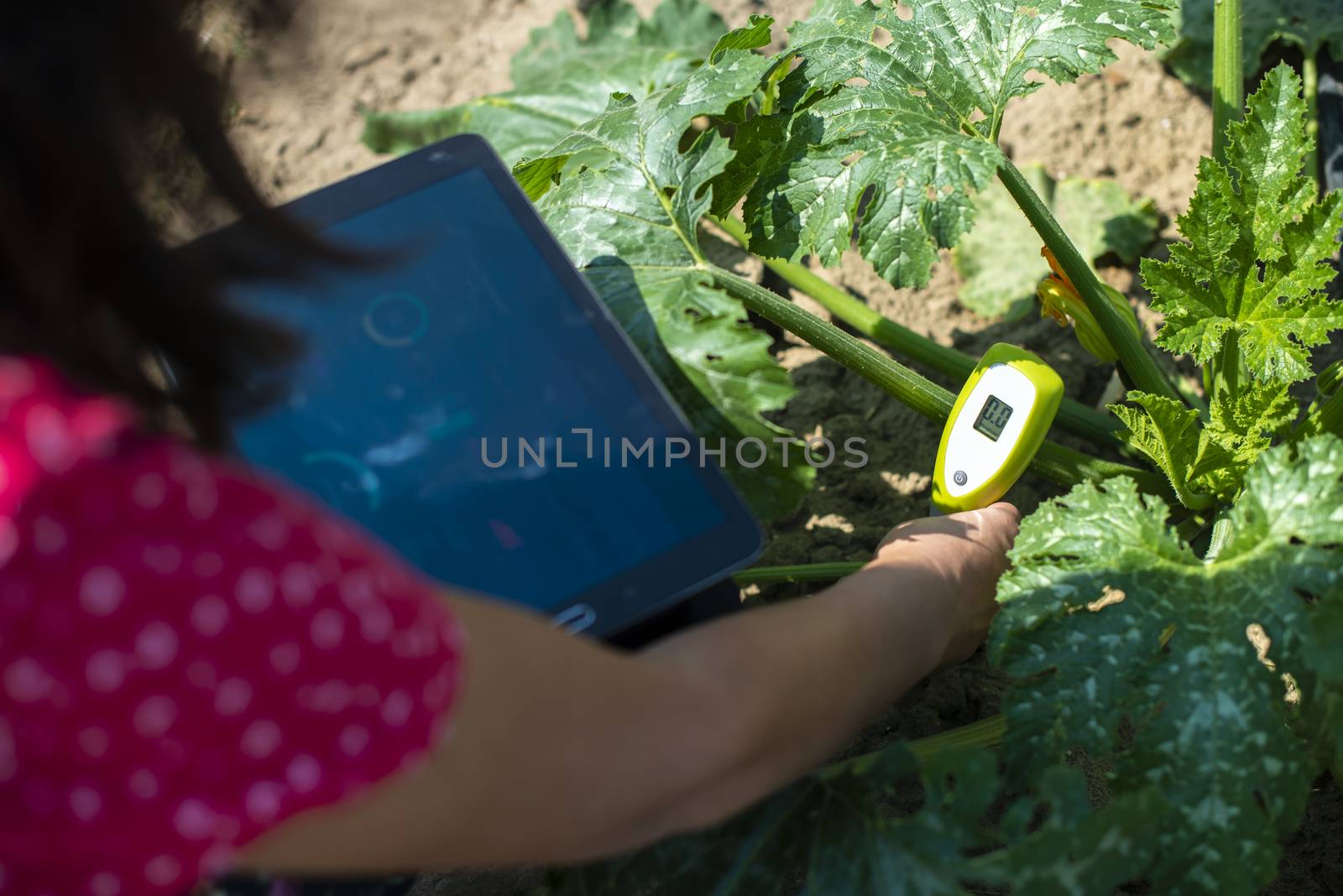 Farmer measure soil in Zucchini plantation. Soil measure device and tablet. New technology in agriculture concept.