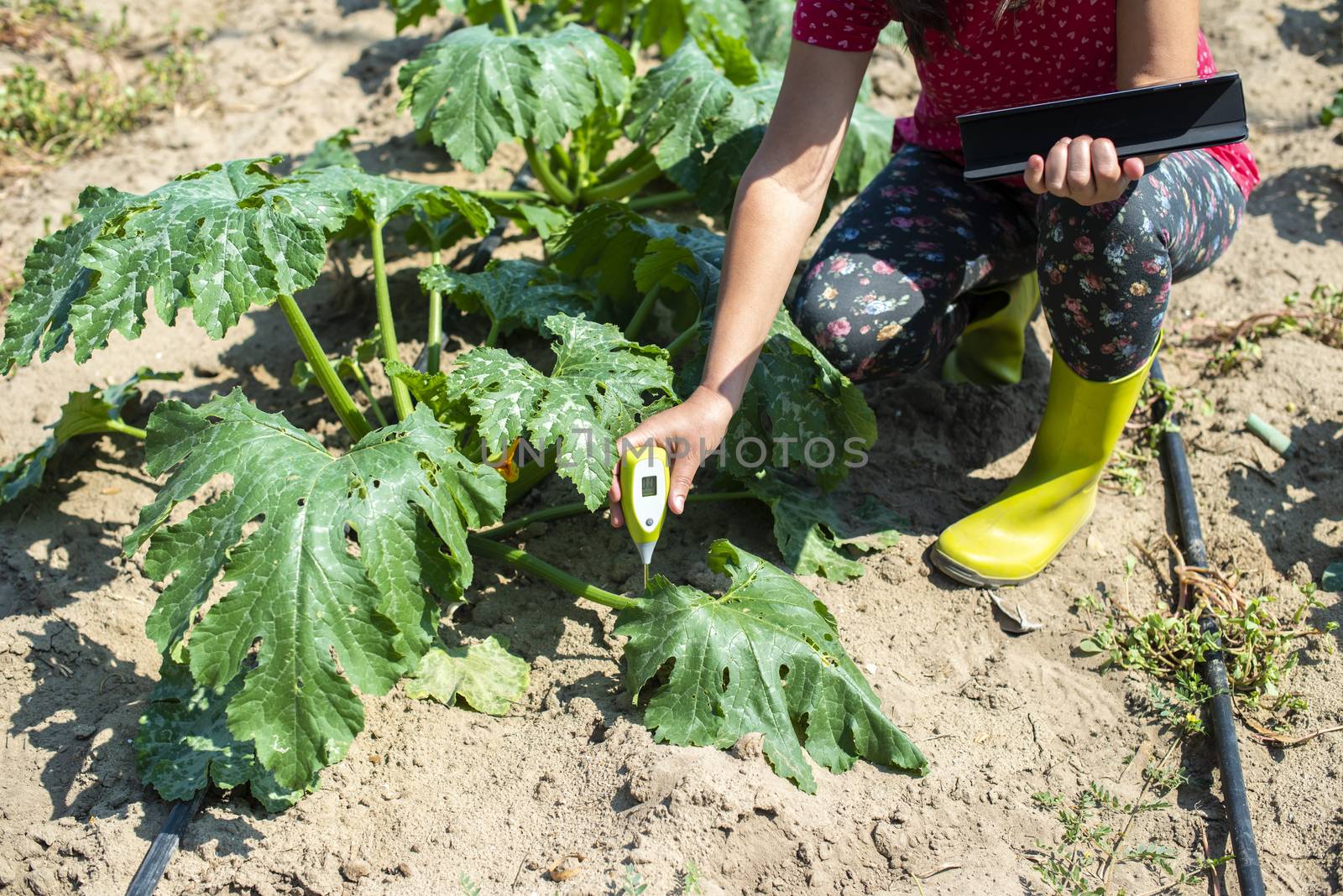 Farmer measure soil in Zucchini plantation. Soil measure device and tablet. New technology in agriculture concept.