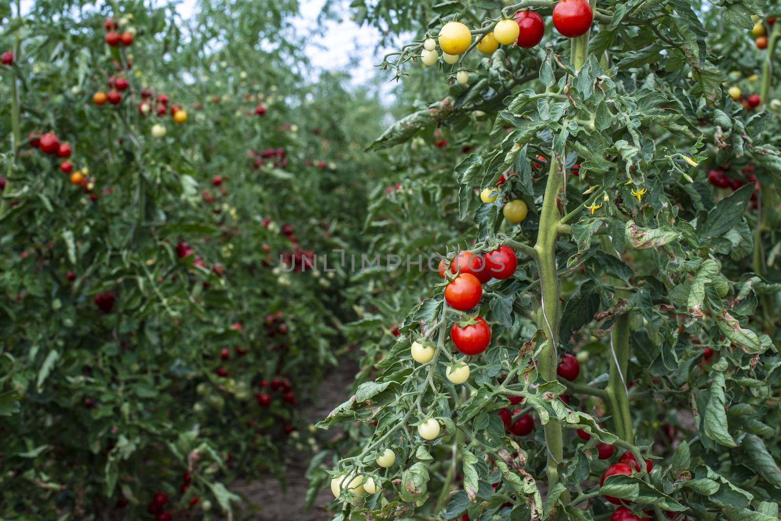 Small tomatoes in greenhouse by deyan_georgiev