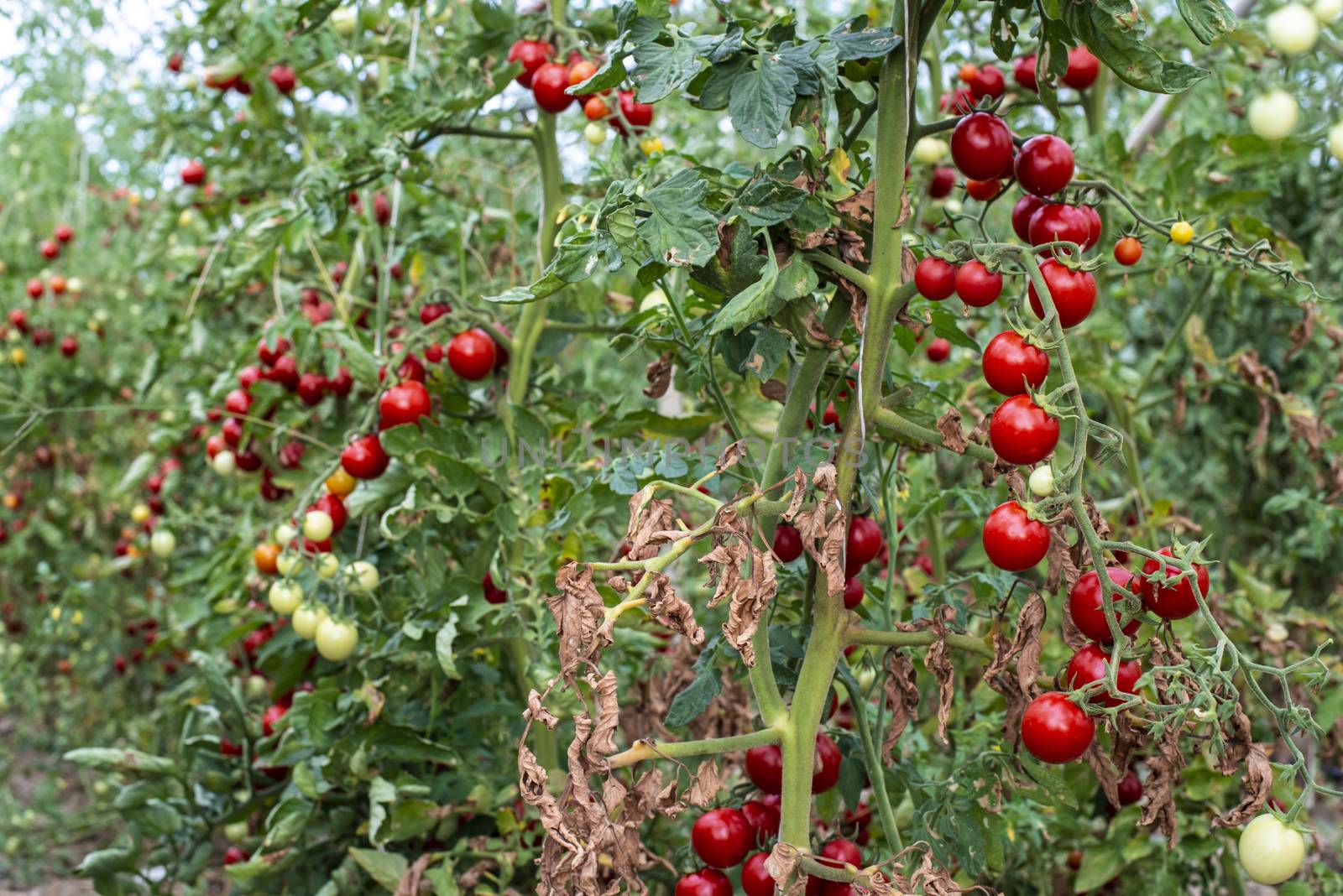 Small tomatoes in greenhouse by deyan_georgiev