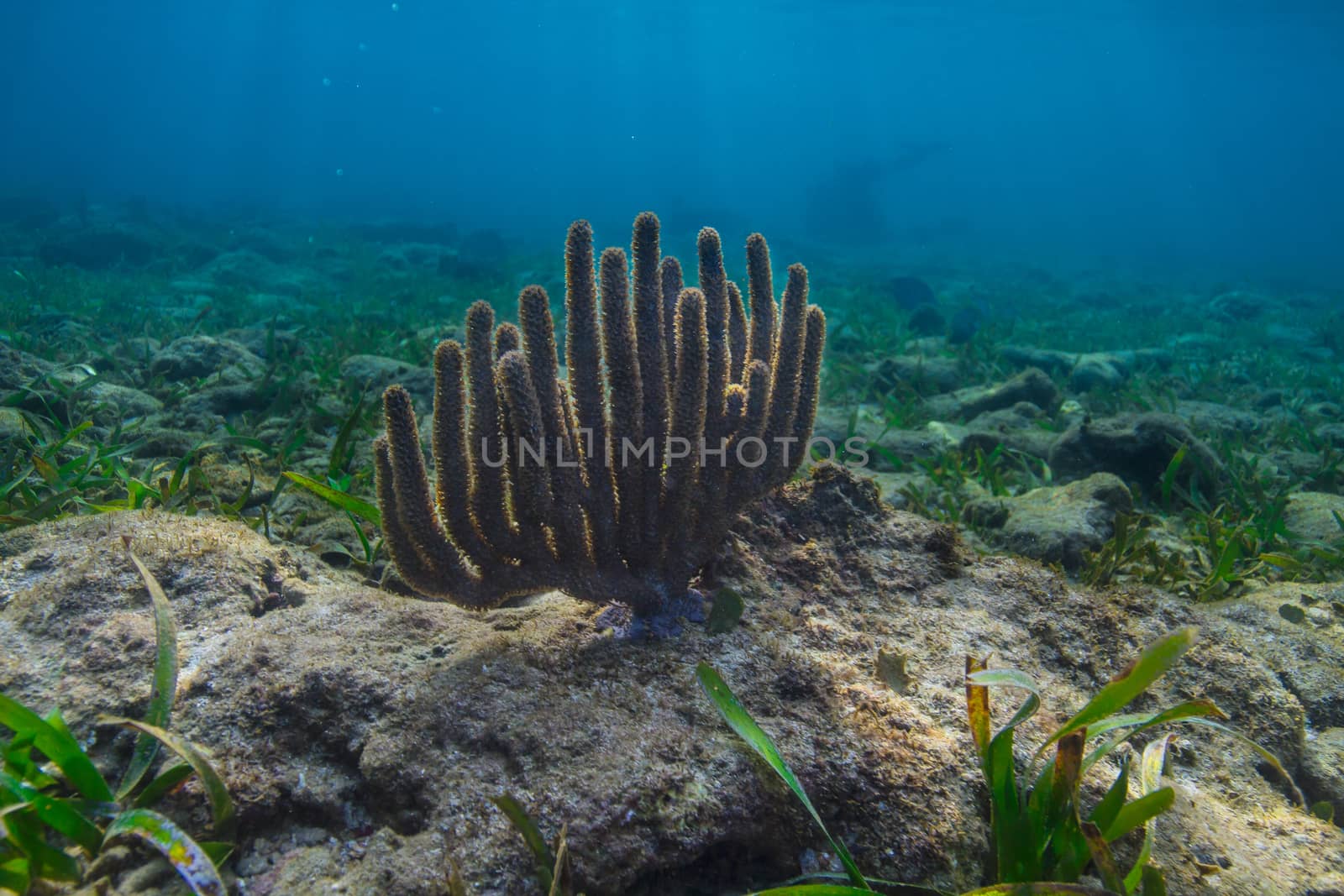 Single coral in a reef by mypstudio