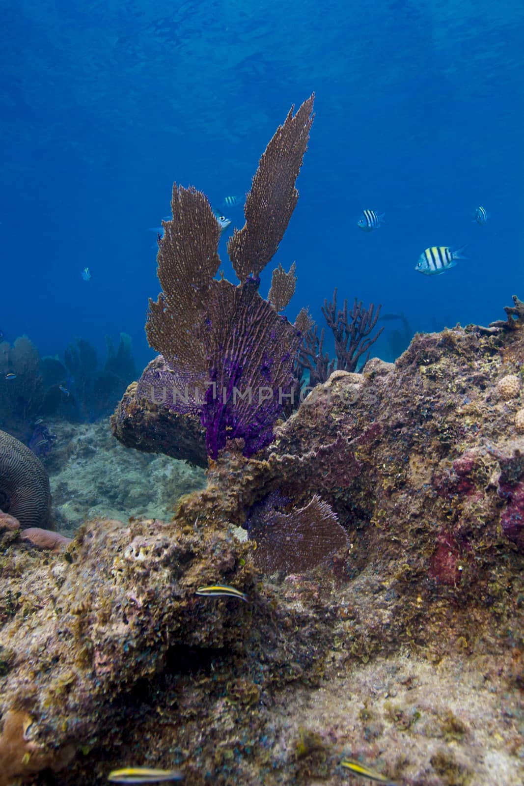 Coral fan growing on top of a rock in a reef