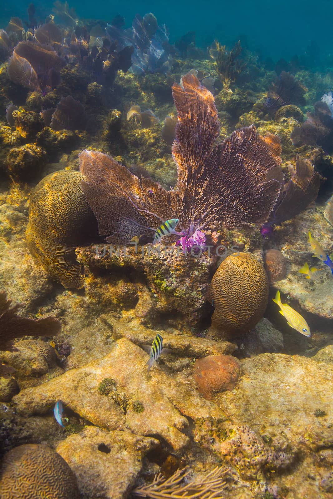 two sergent major swimming around a coral reef