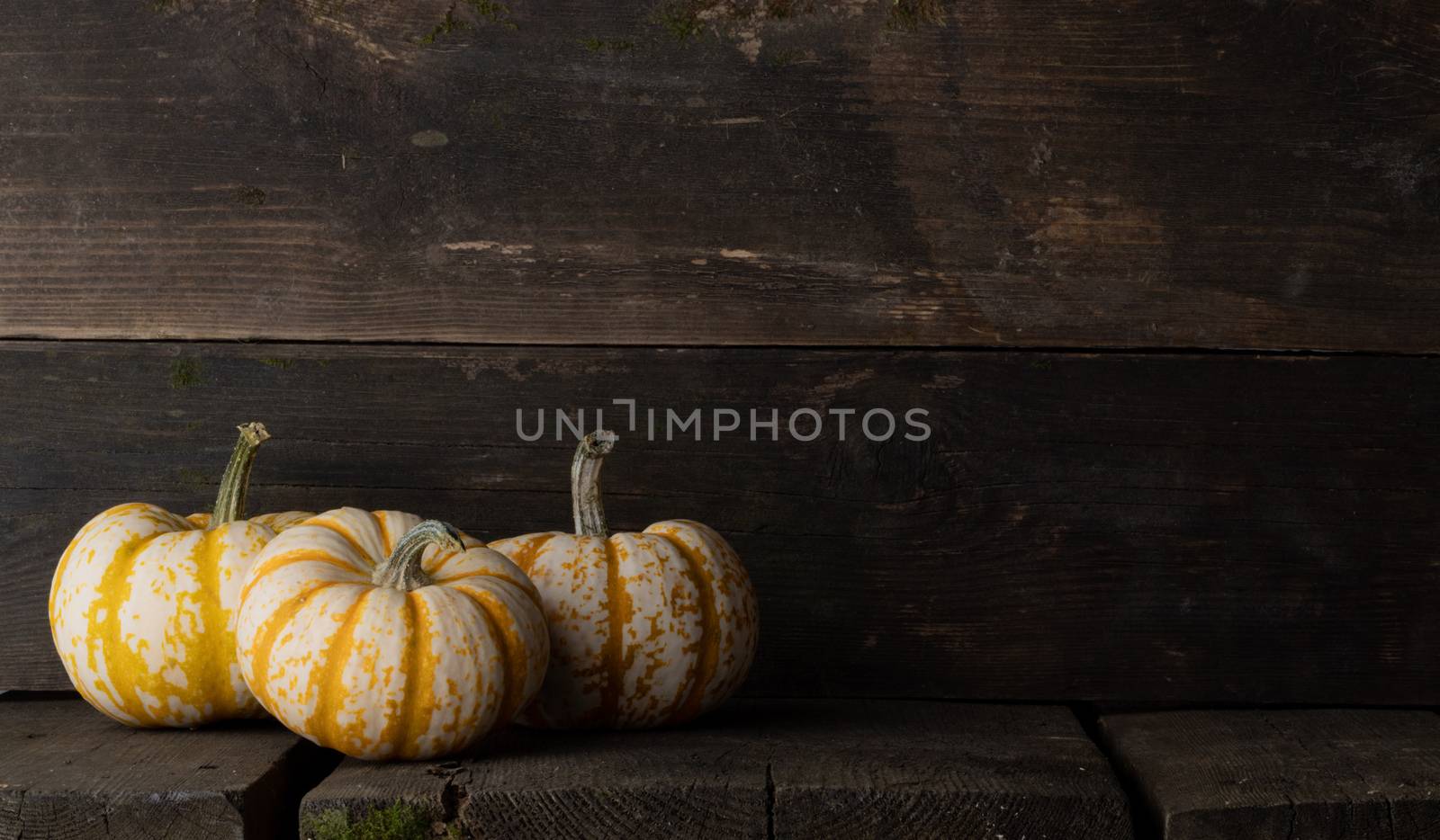 Three striped yellow pumpkins on old dark wooden background , Halloween concept , copy space for text