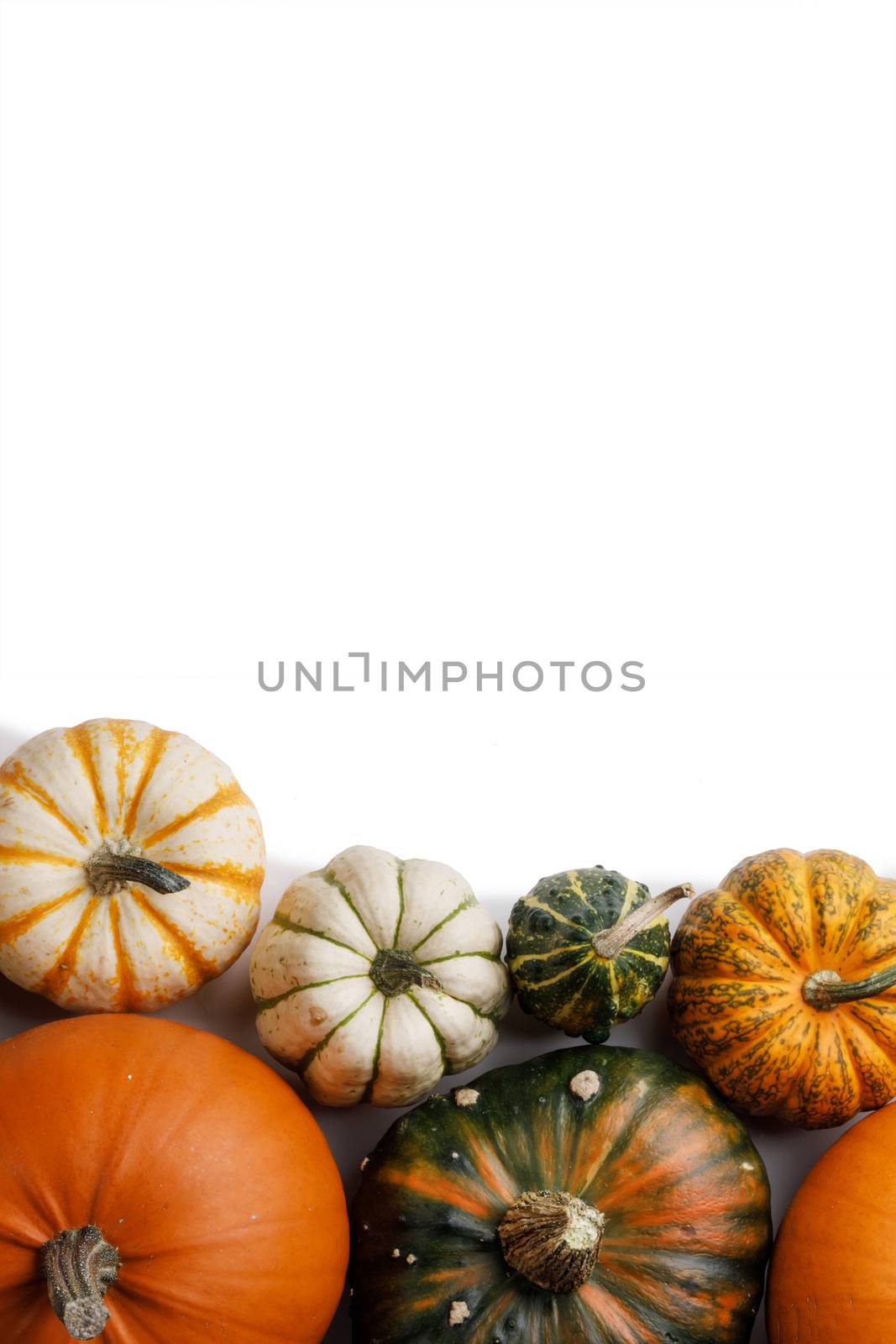 Many orange pumpkins isolated on white background , Halloween concept , top view with copy space