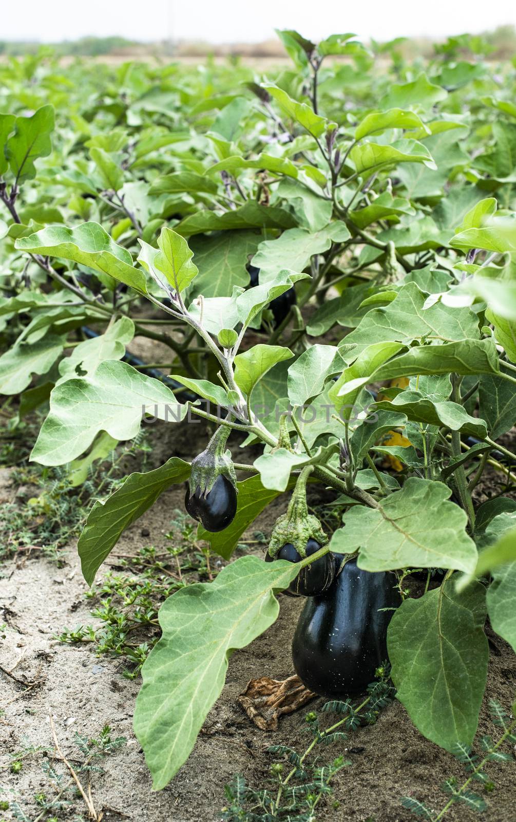 Eggplant on the field. Growing Eggplant in plantation. 