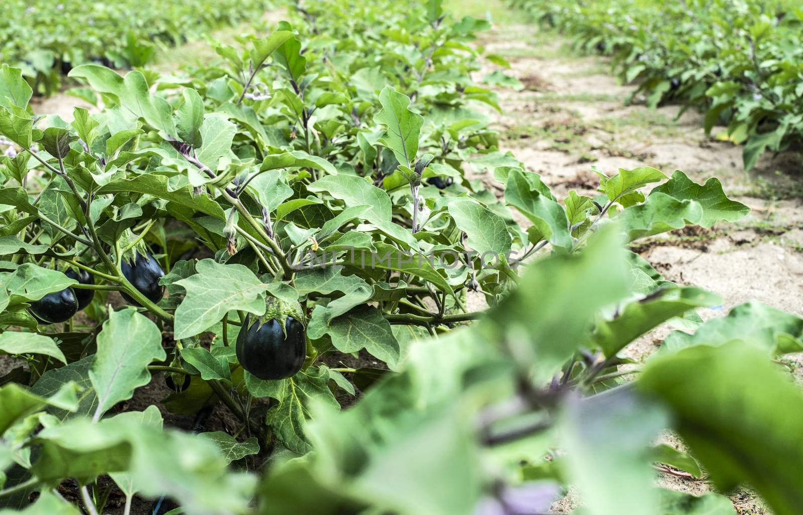 Eggplant on the field. Growing Eggplant in plantation.  by deyan_georgiev