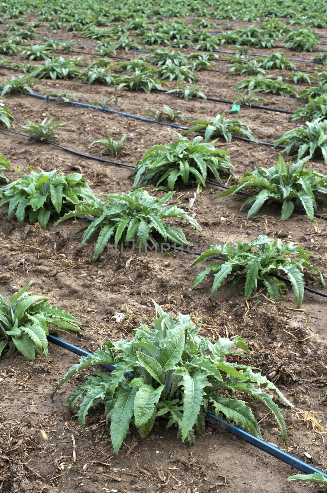 Artichoke plants in rows. Artichoke growing on the field  by deyan_georgiev