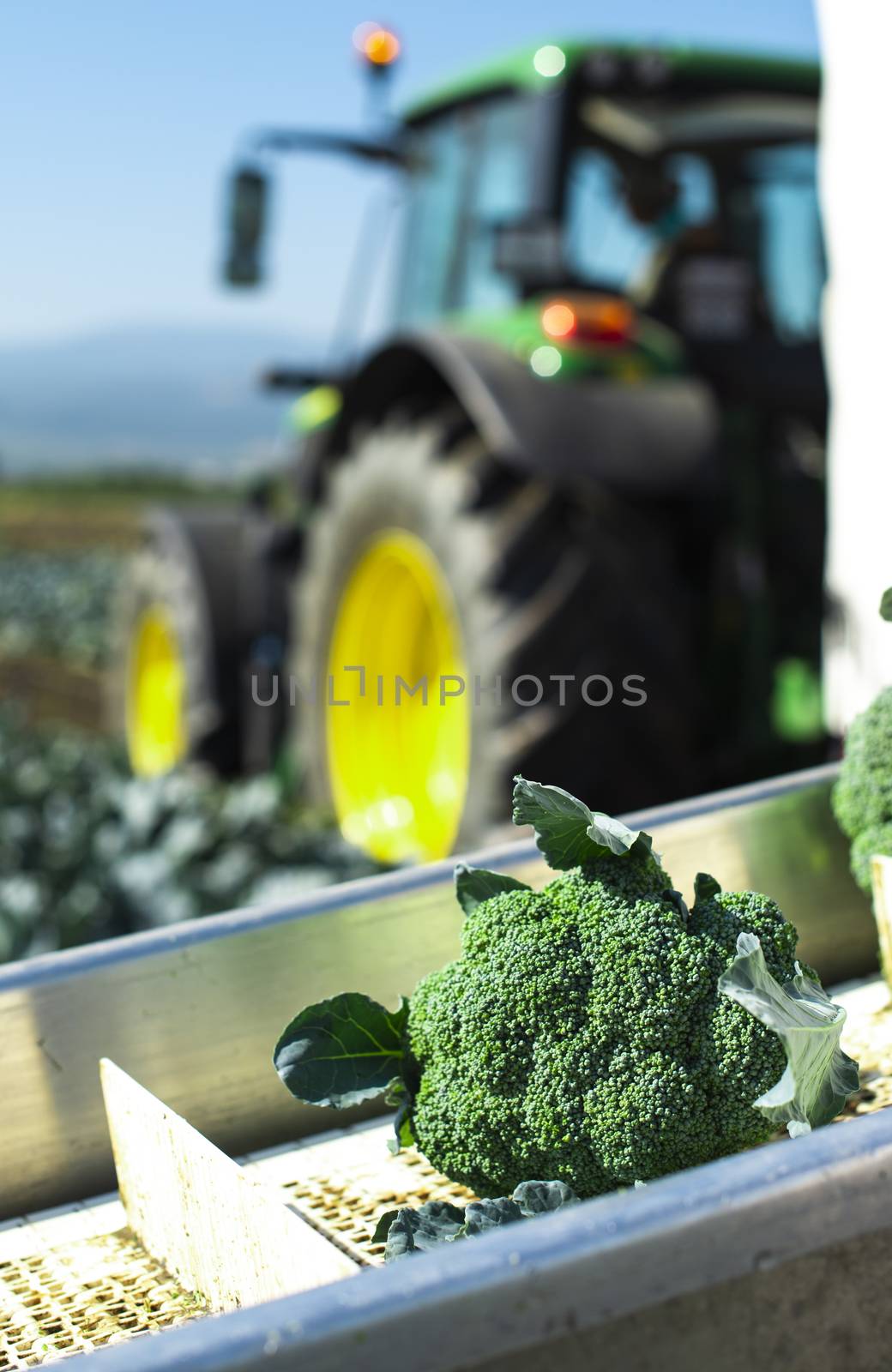 Harvest broccoli in farm with tractor and conveyor. Workers pick by deyan_georgiev