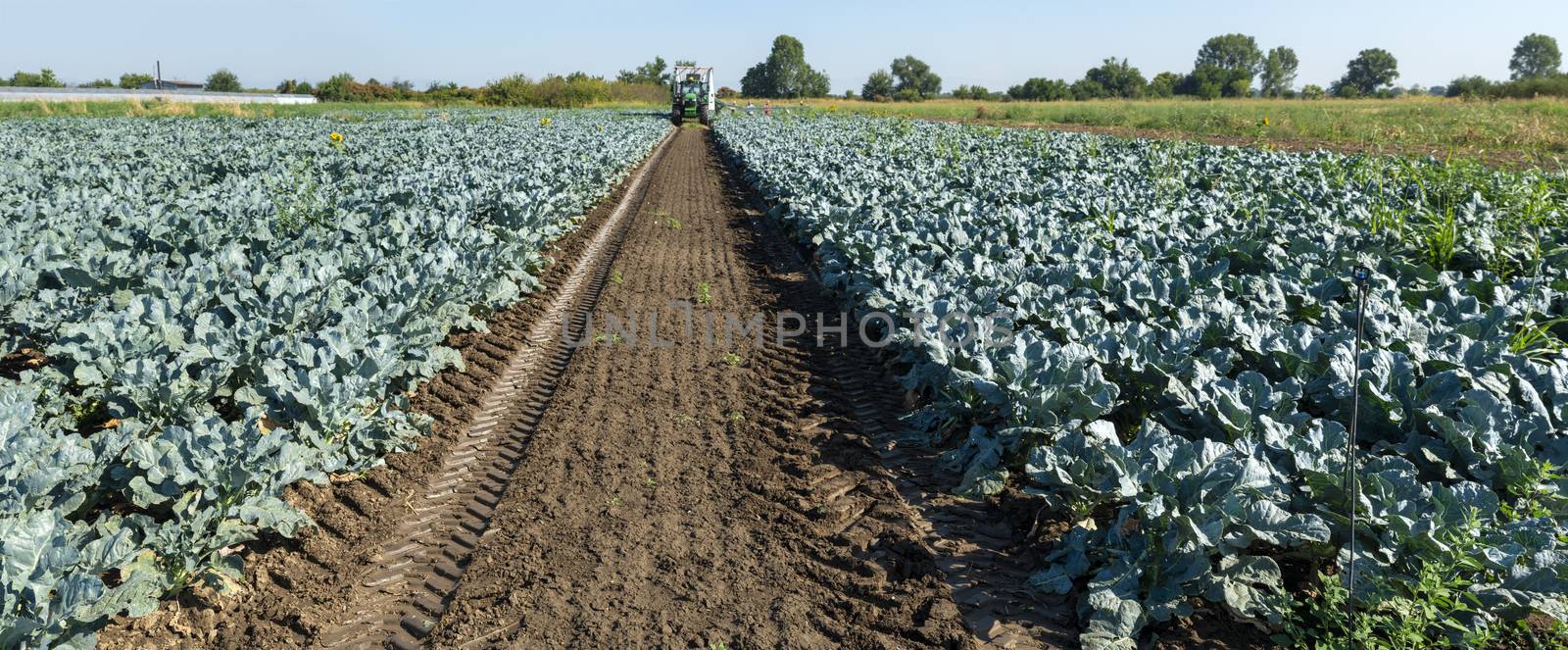 Tractor in broccoli farmland. Big broccoli plantation. Concept for growing broccoli. Sunny day. Traces of tractor tires