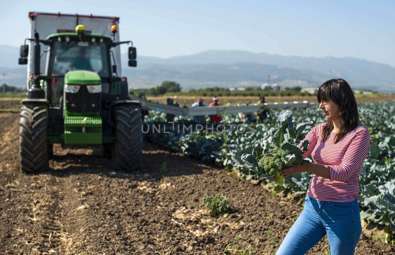 Worker shows broccoli on plantation. by deyan_georgiev