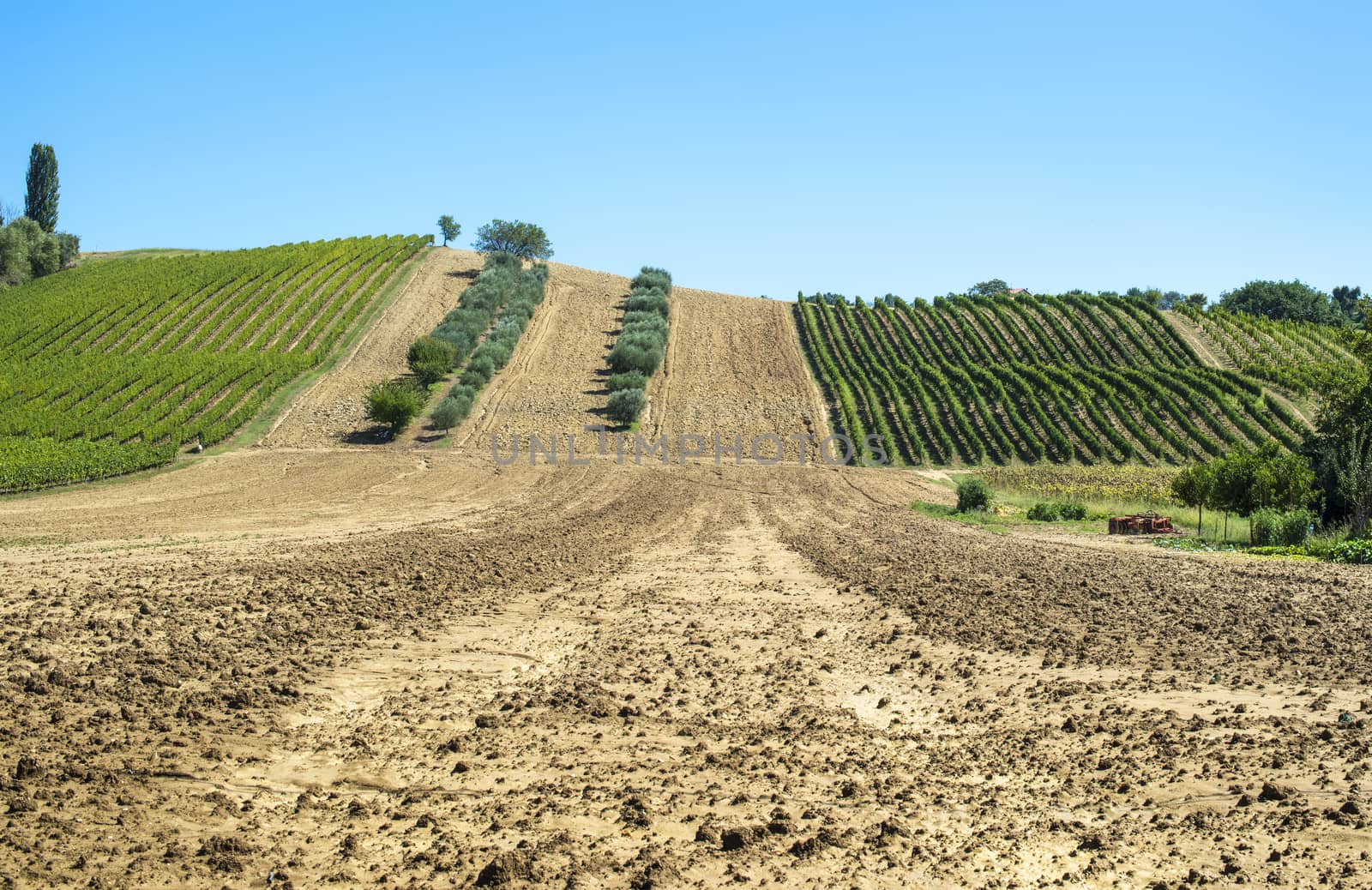 Olive trees in rows and vineyards in Italy. Olive and wine farm. Tilled ground soil. Agriculture field with olive trees. 