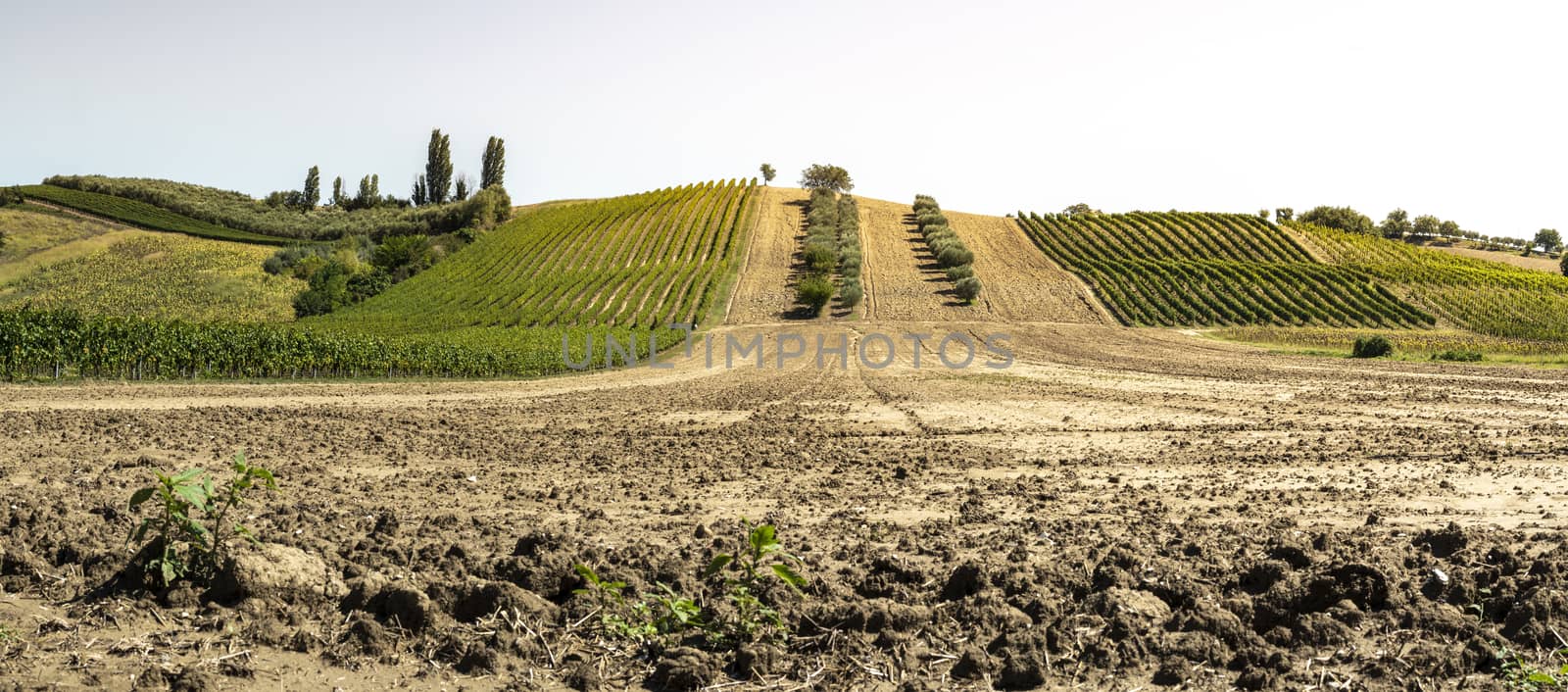 Olive trees in rows and vineyards in Italy. Olive and wine farm. by deyan_georgiev