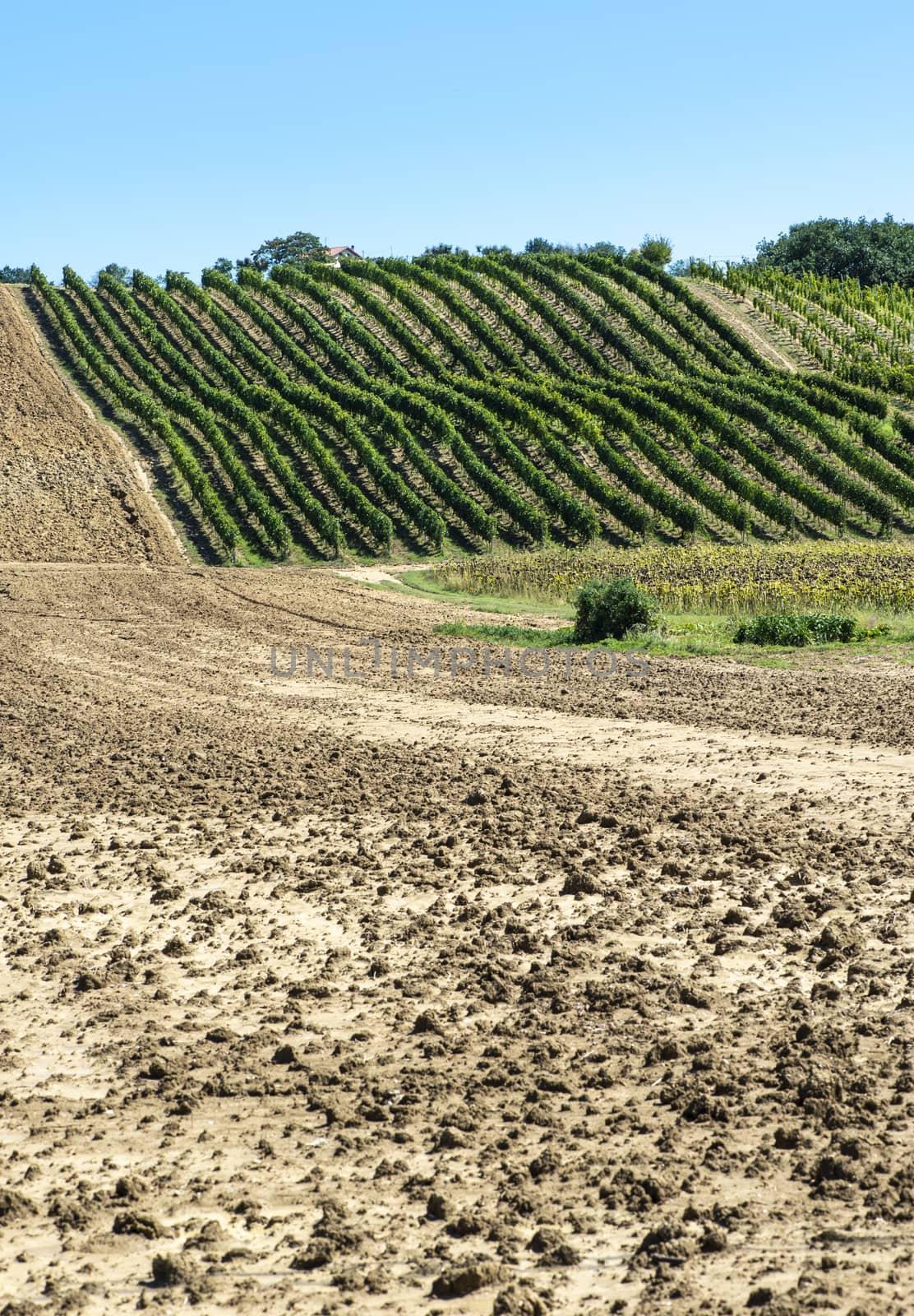 Vineyards in rows and Tilled ground soil.  by deyan_georgiev