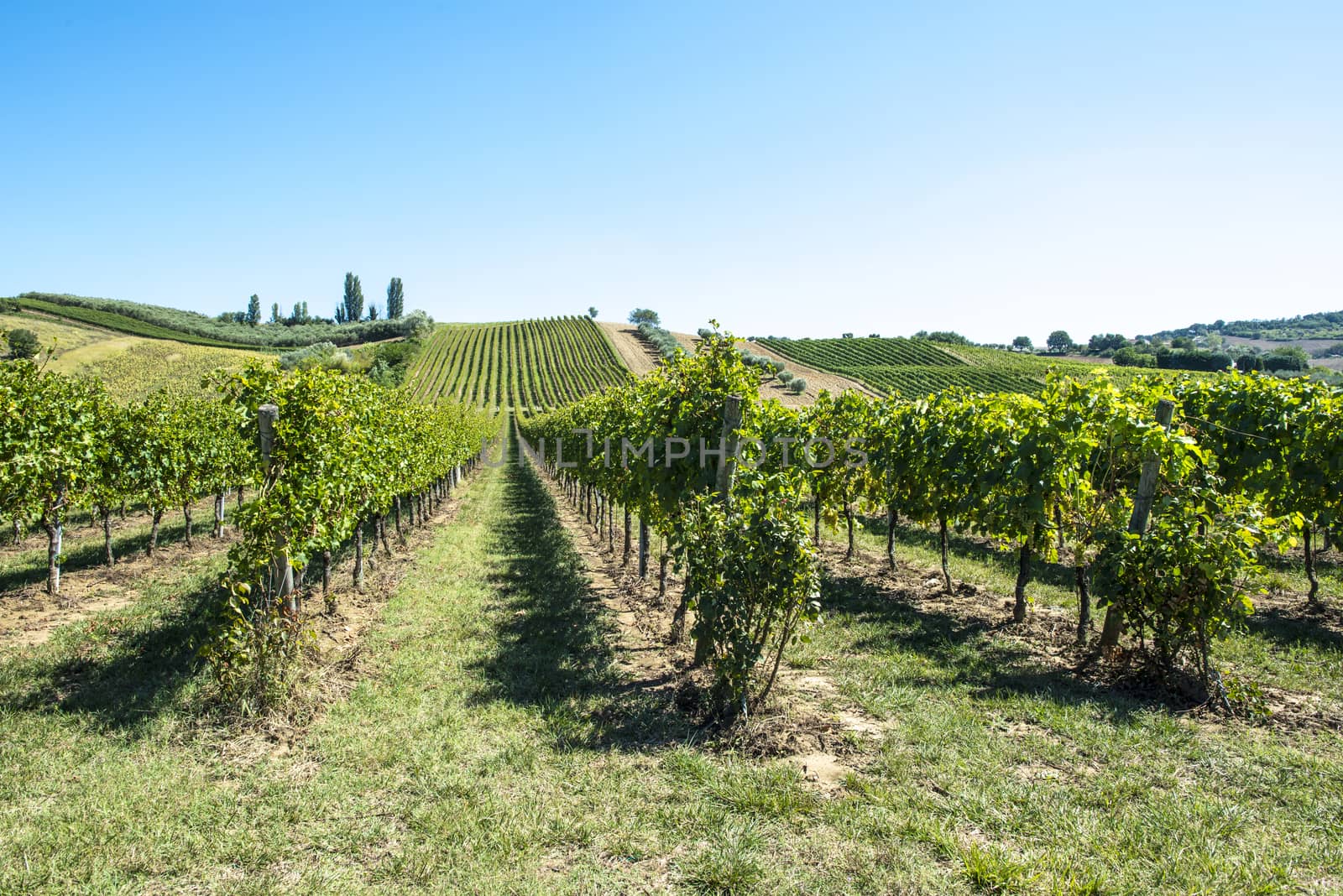 White grape vineyards in Italy. Italian winery. by deyan_georgiev