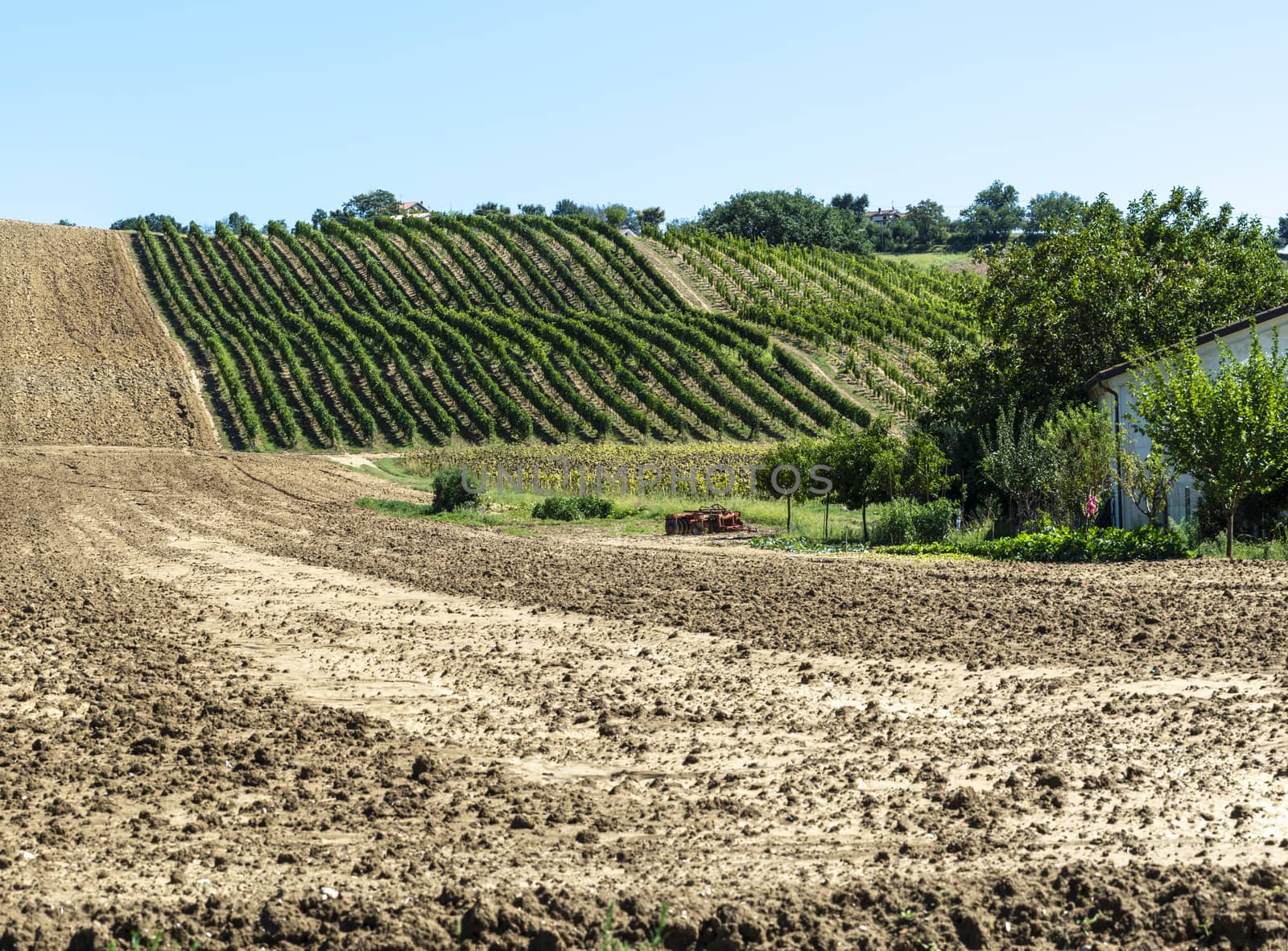 Vineyards in rows and Tilled ground soil.  by deyan_georgiev