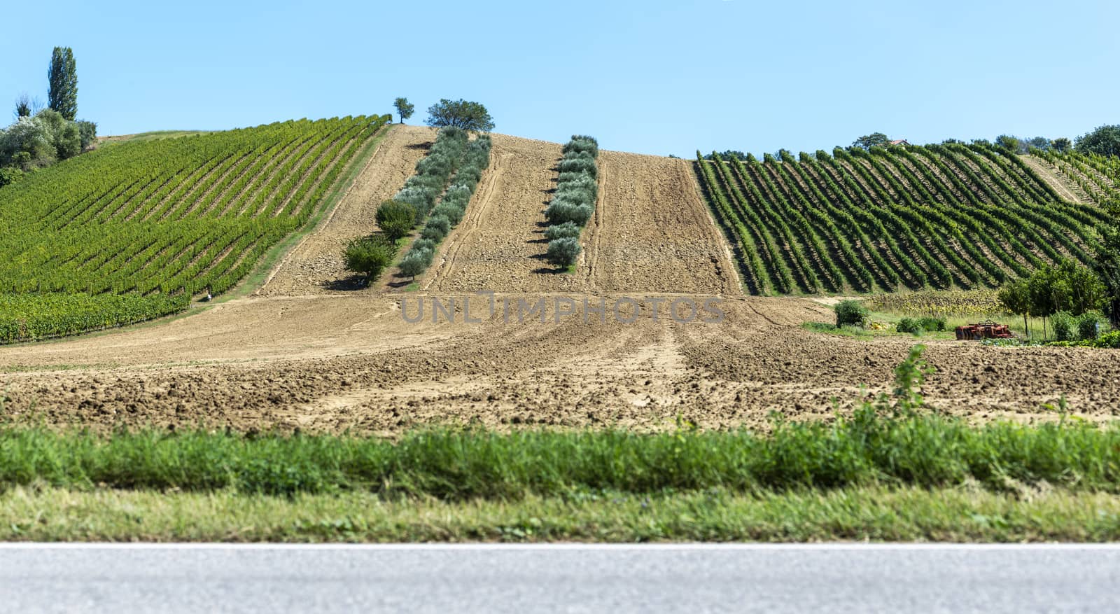 Olive trees in rows and vineyards in Italy. Olive and wine farm. by deyan_georgiev