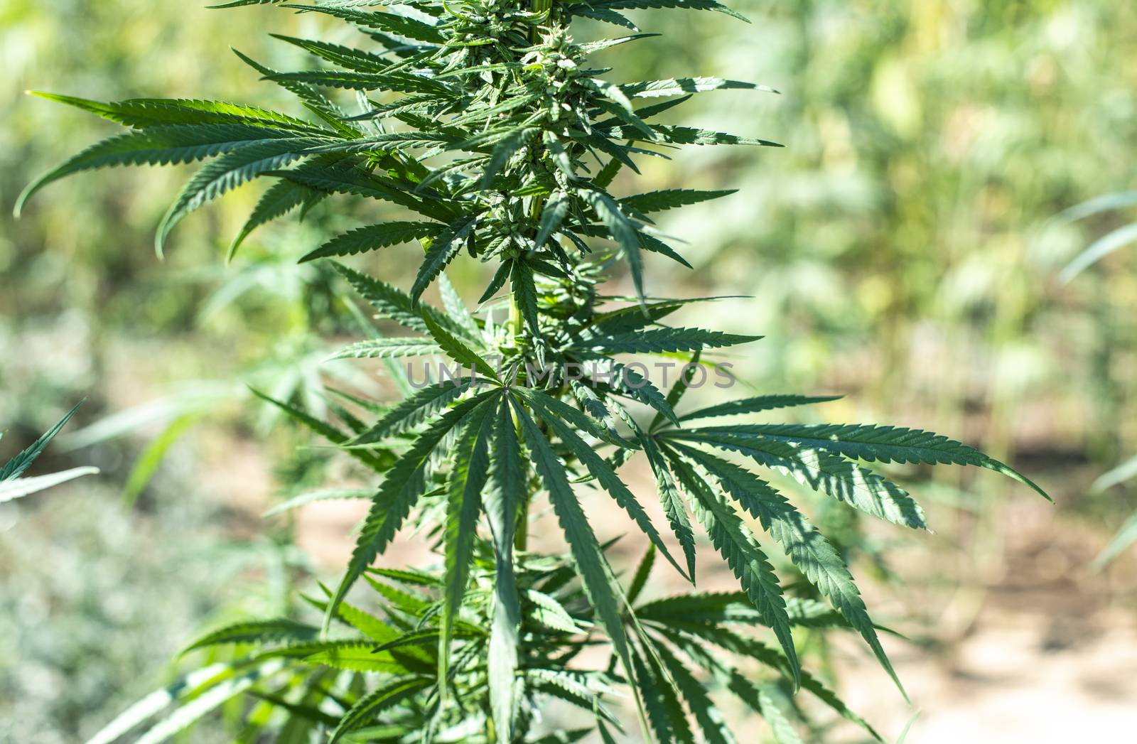 Marijuana farm. Growing industrially Marijuana for pharmaceutical needs. Marijuana plantation. Narcotic plants in agriculture industry. Cannabis sativa plants on the field.