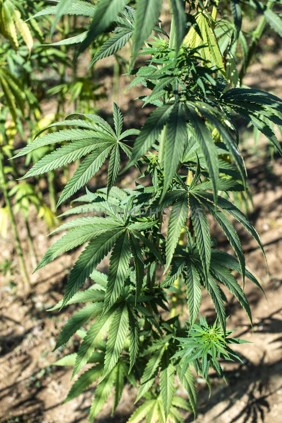 Marijuana farm.  Growing Cannabis sativa in farm. by deyan_georgiev