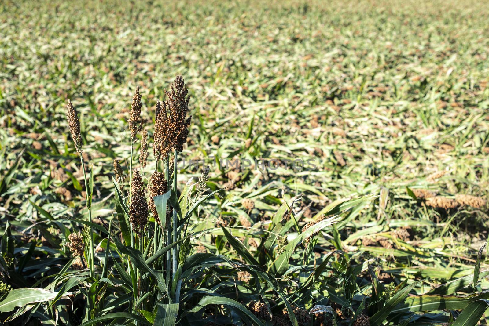 Millet plantations in the field. Bundles of millet seeds.  by deyan_georgiev