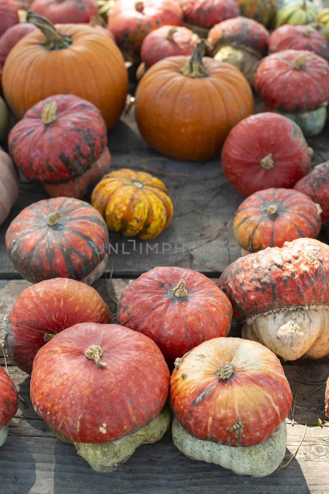 Variety of many pumpkins on the market. Different types pumpkins by deyan_georgiev