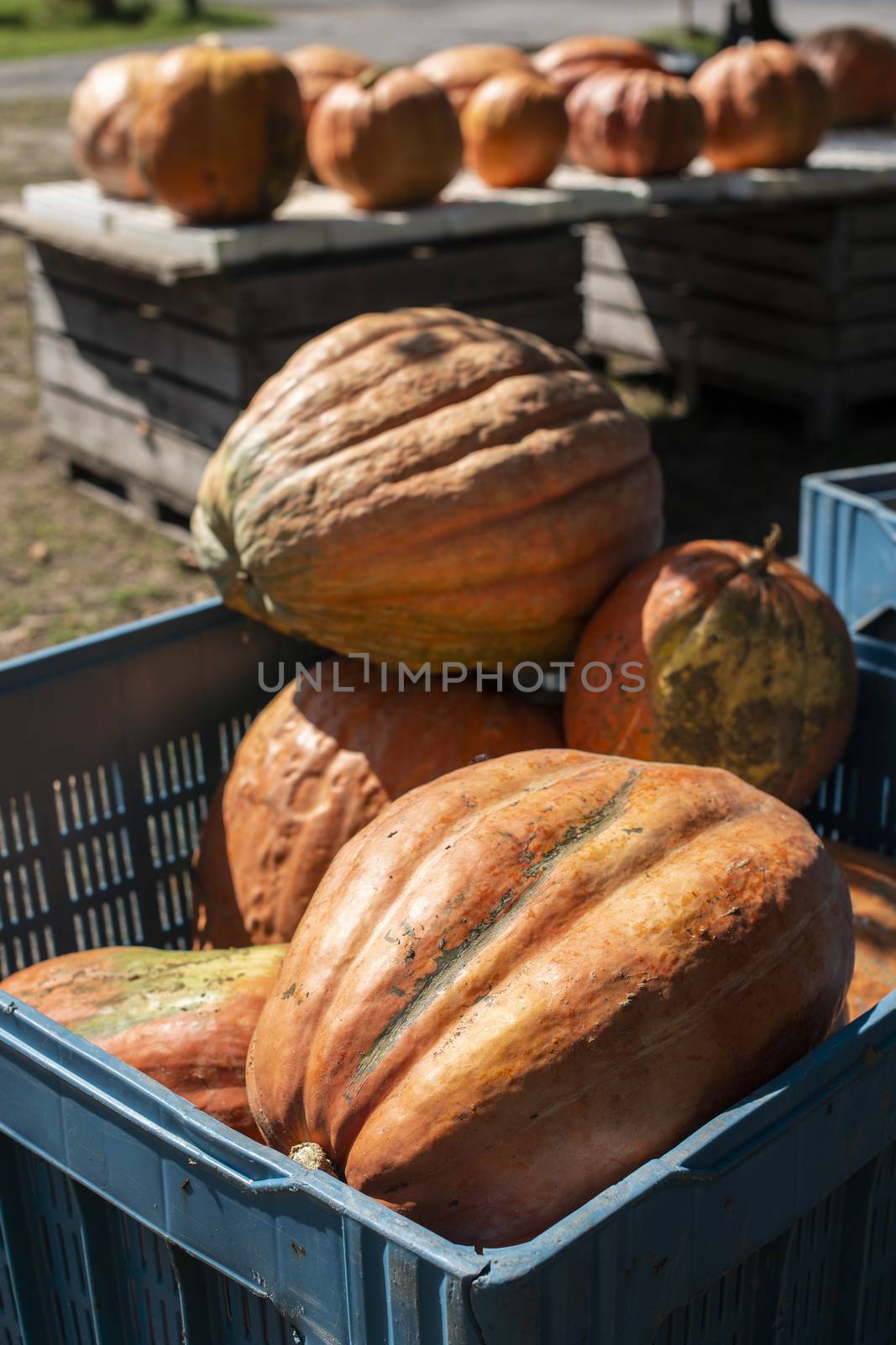 Variety of many pumpkins on the market. Different types pumpkins arranged on wooden table. Pumpkin background. Halloween graphic resources.